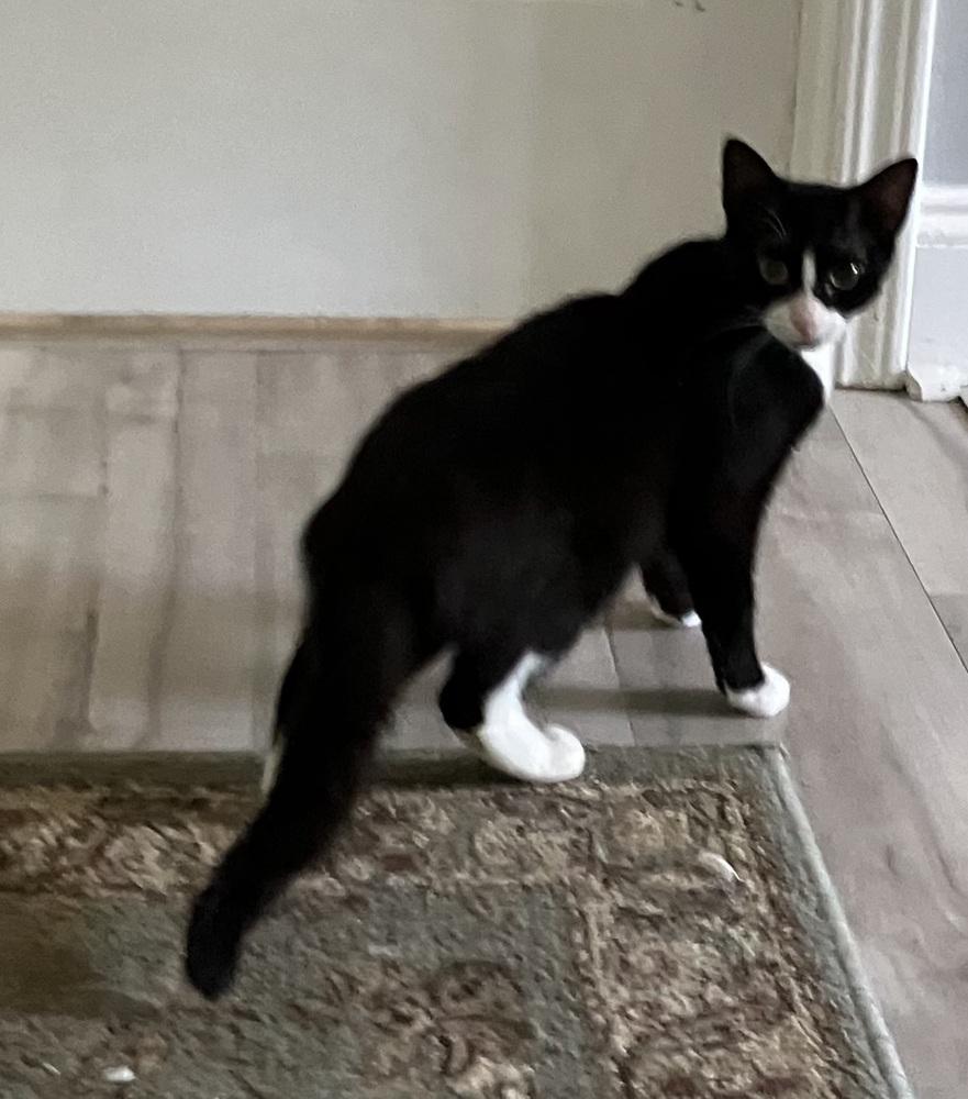 Piper - AH, Adoptable, Adult Female Domestic Short Hair.