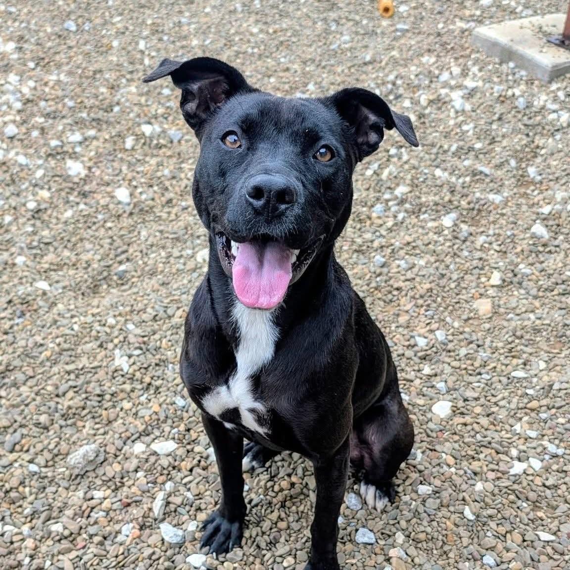 Enlarge Paris, a ADOPTABLE mixed breed in Centerton, AR image 1/1