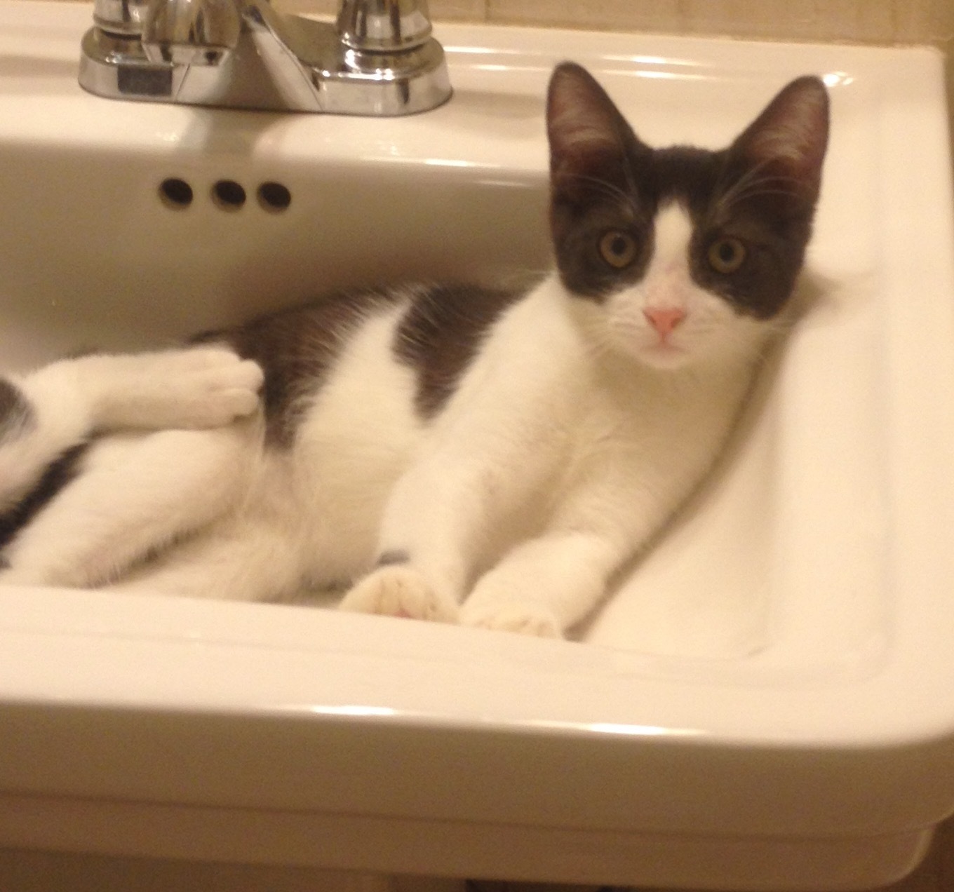 Hollister, a Adoptable Domestic Short Hair in Mission Hills, CA image 1/4