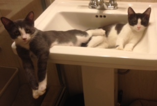 Hollister, a Adoptable Domestic Short Hair in Mission Hills, CA image 2/4