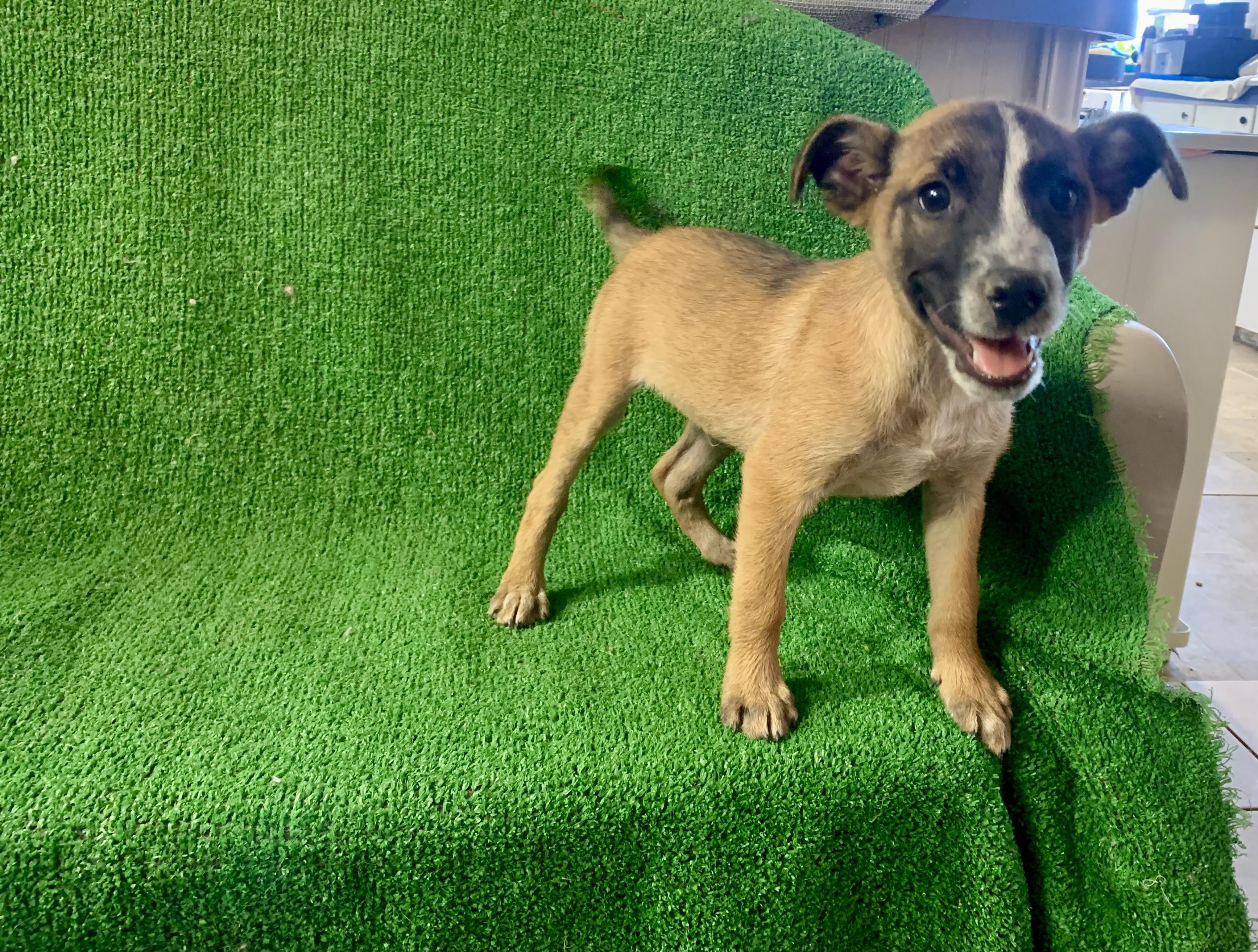 Enlarge Indy, a Adopted mixed breed in El Paso, TX image 2/3