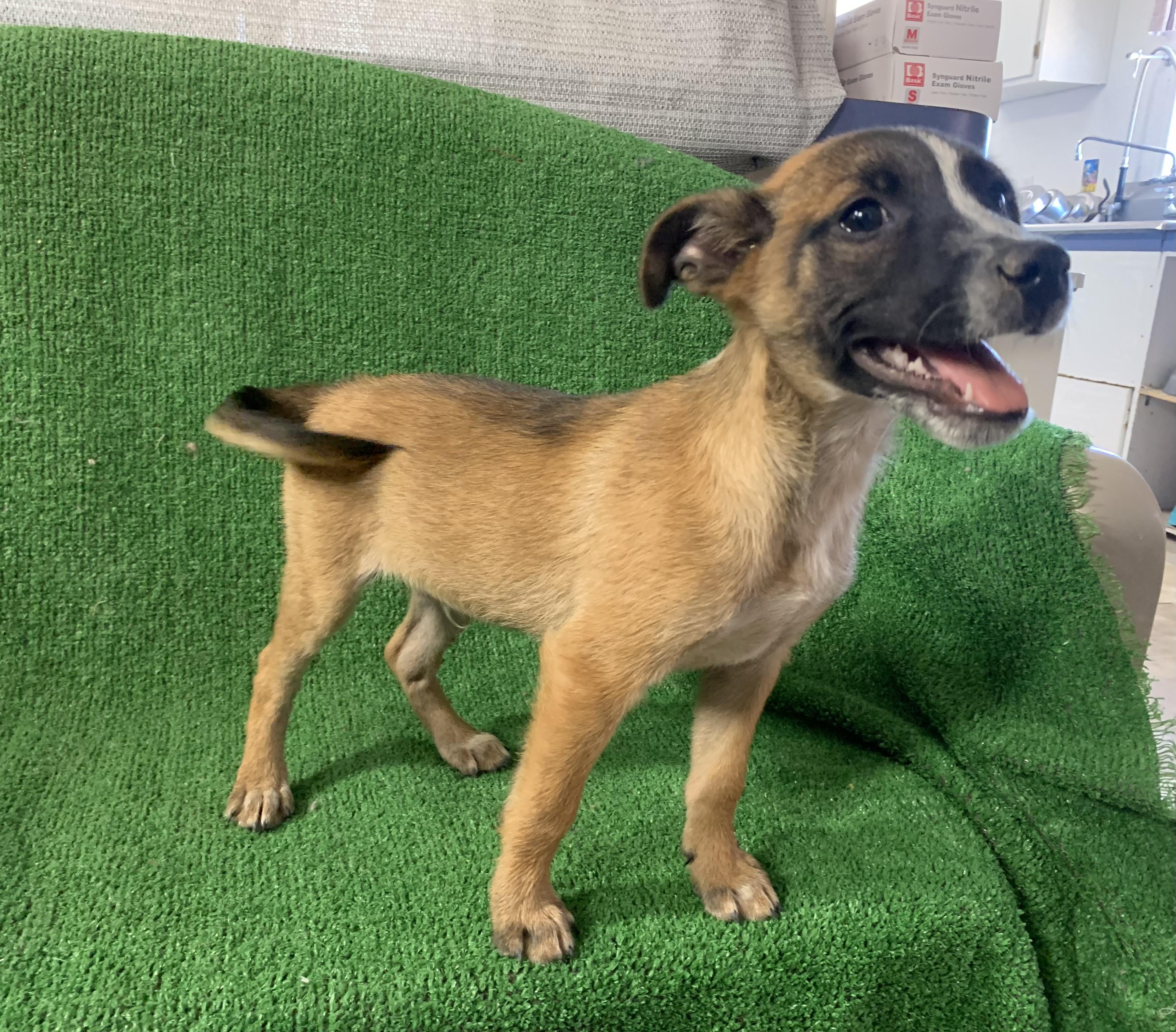 Enlarge Indy, a Adopted mixed breed in El Paso, TX image 3/3