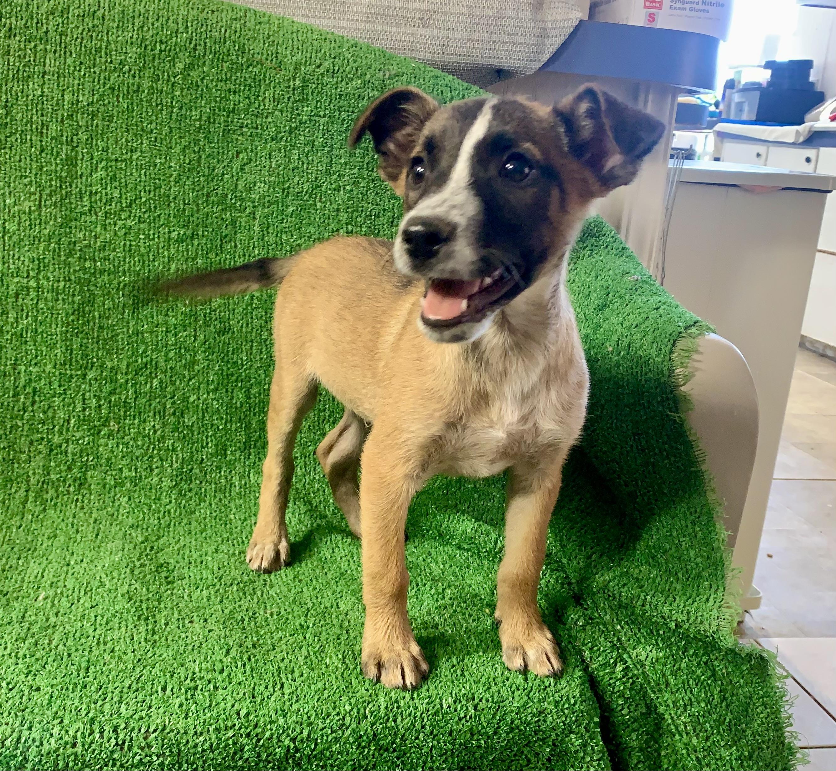Indy, Adopted, Puppy Male Australian Cattle Dog / Blue Heeler & German Shepherd Dog.