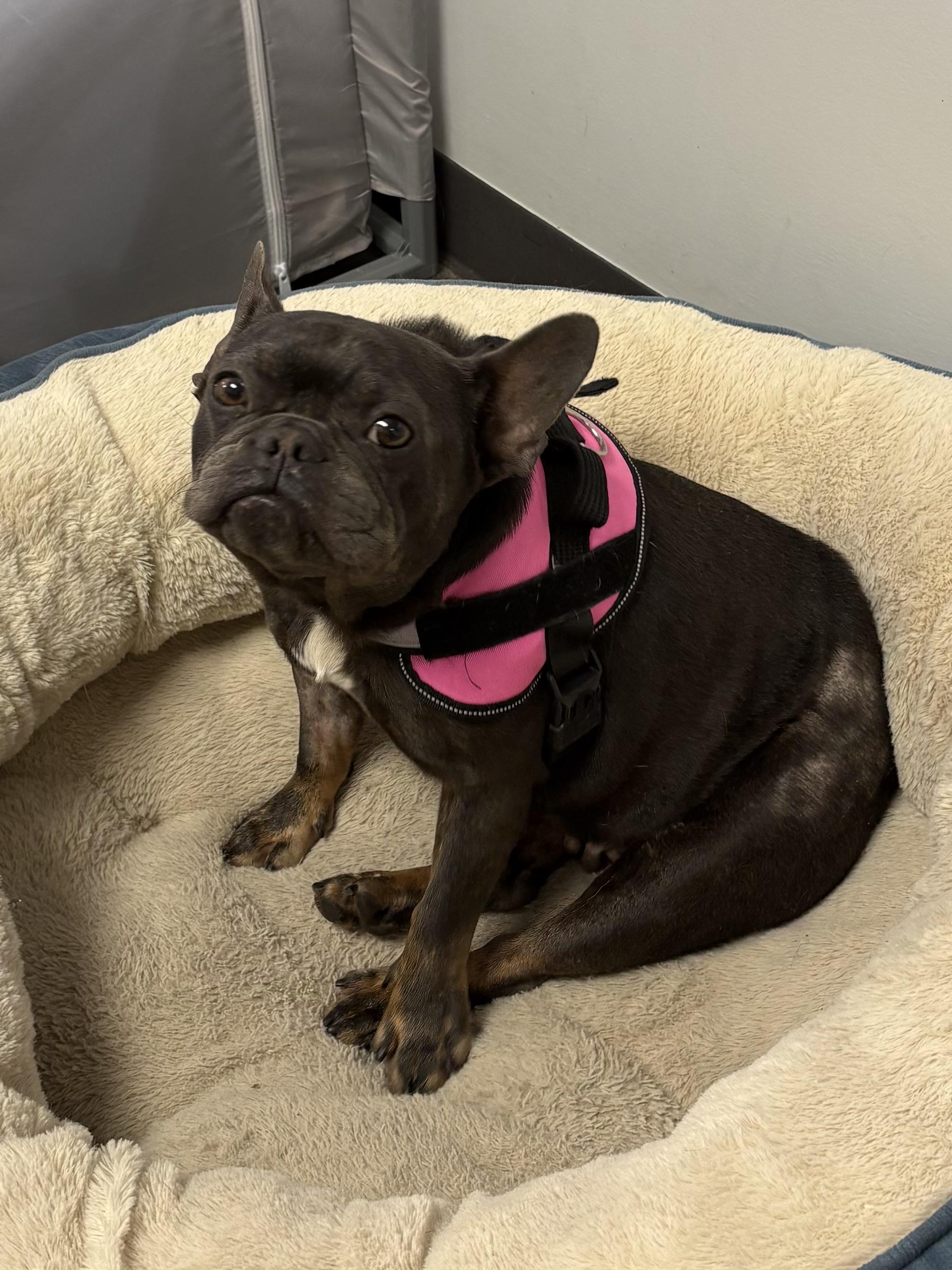 Enlarge Clover, an adopted French Bulldog in Zephyrhills, FL image 1/2