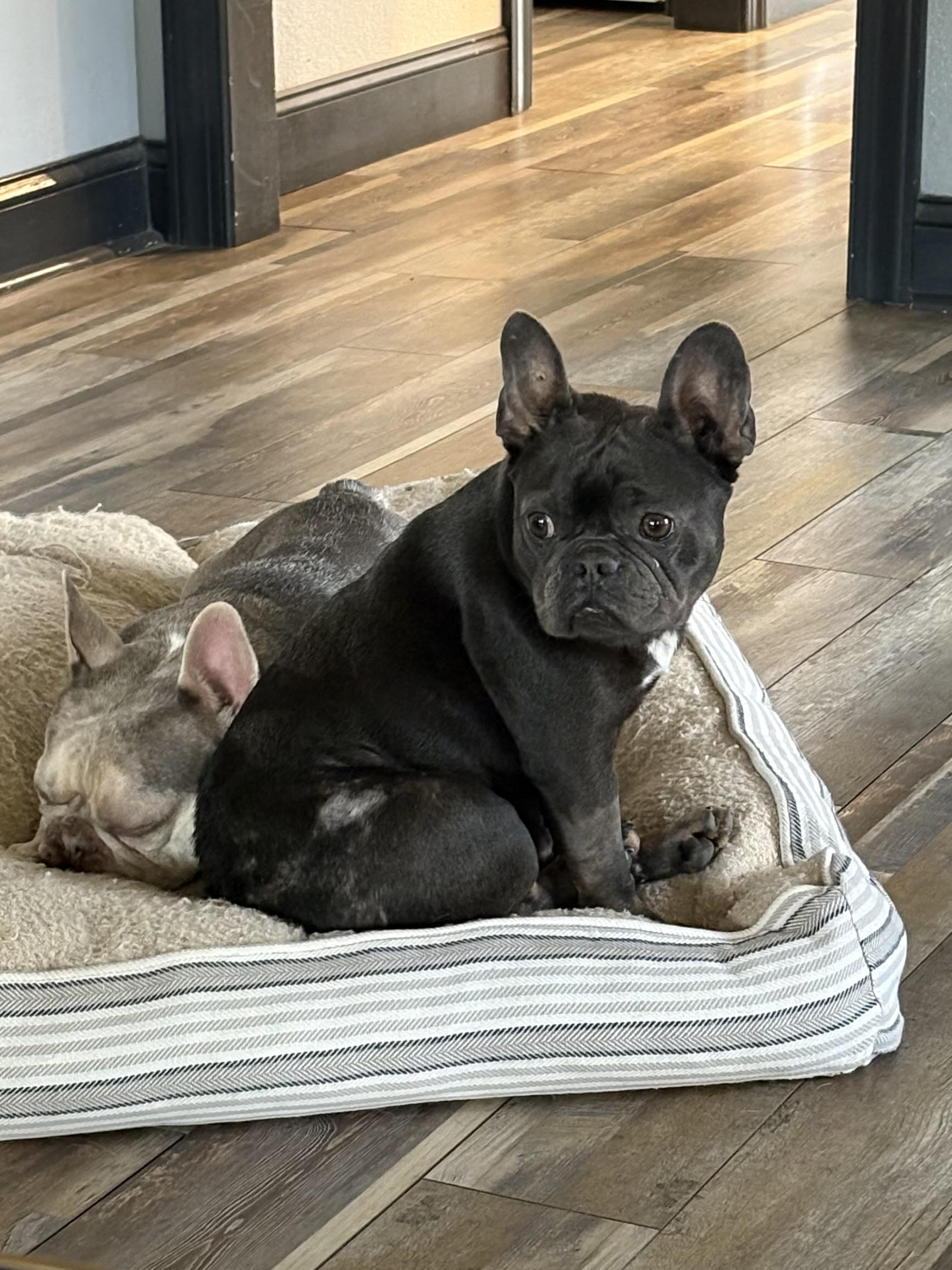 Enlarge Clover, an adopted French Bulldog in Zephyrhills, FL image 2/2