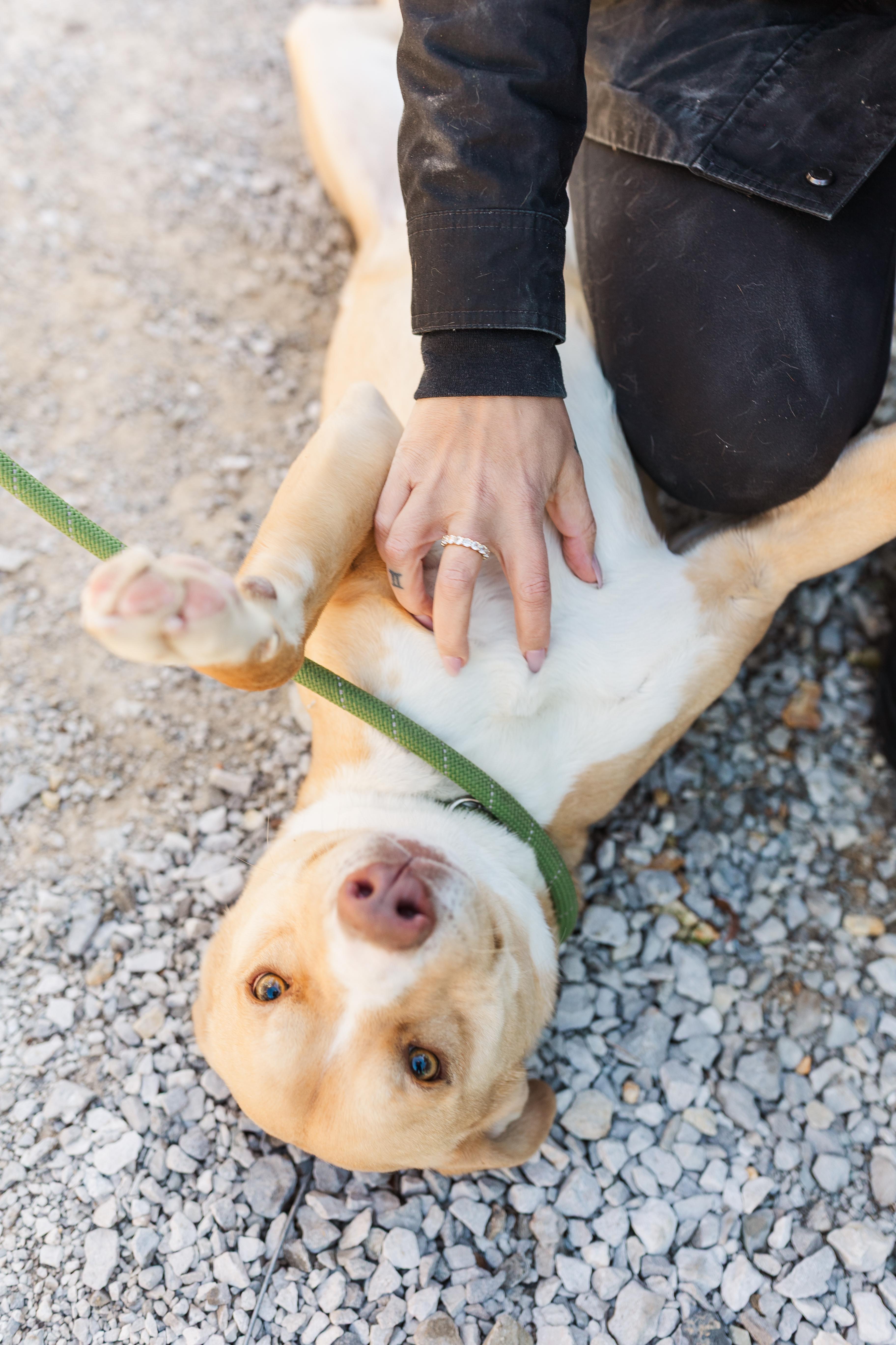 Enlarge Denim, an adopted mixed breed in Manchester, TN image 2/6