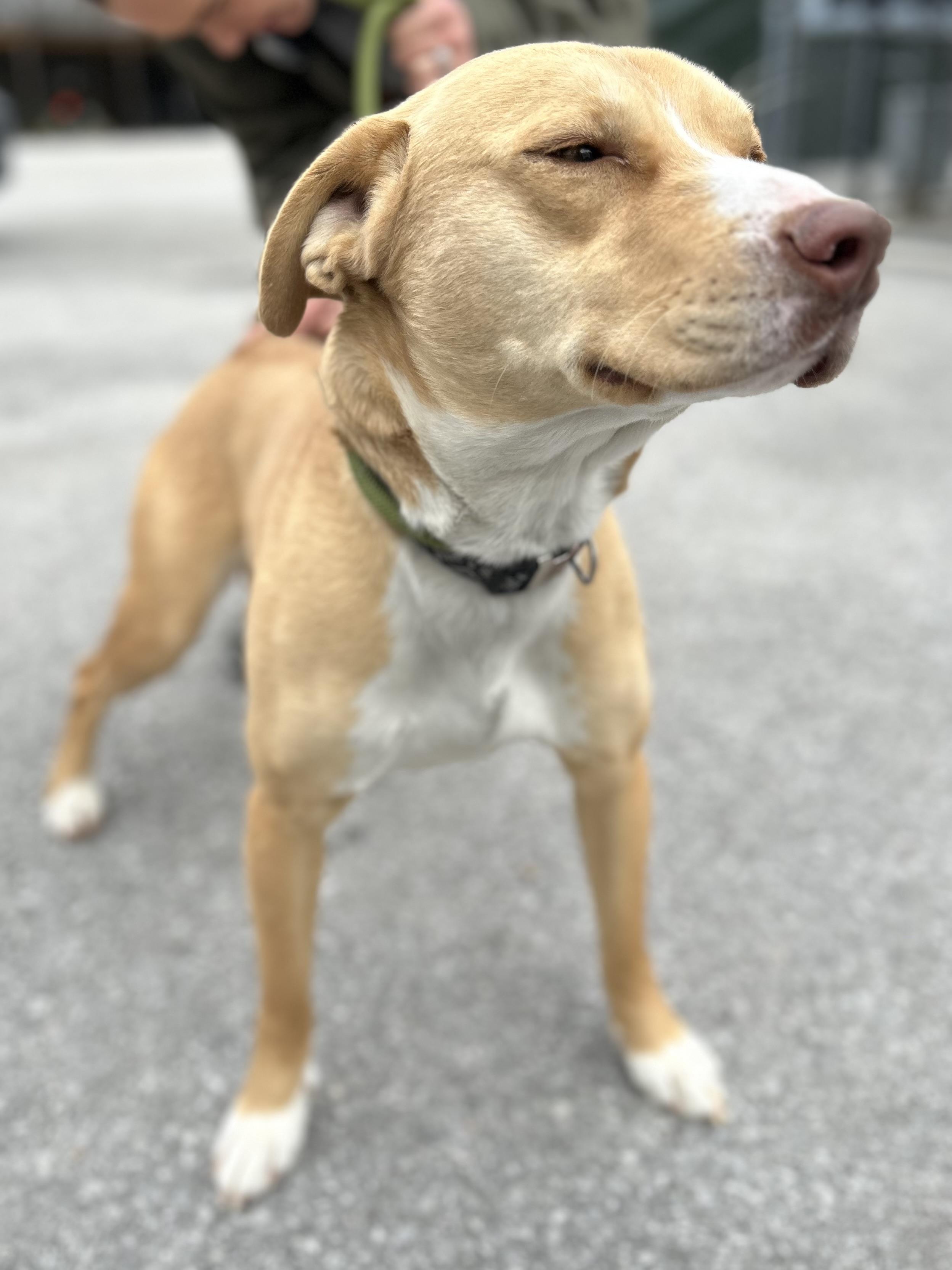 Denim, ADOPTABLE, Adult Male Labrador Retriever.