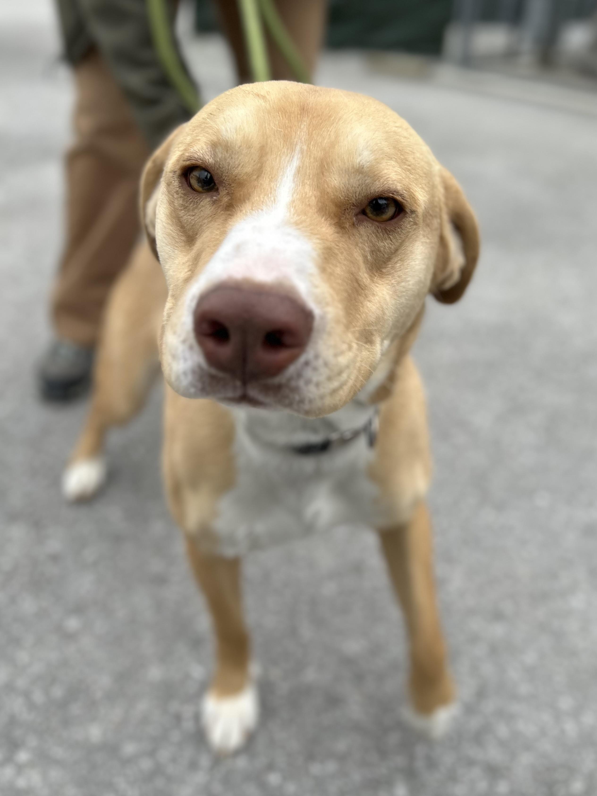 Enlarge Denim, a ADOPTABLE mixed breed in Manchester, TN image 2/6