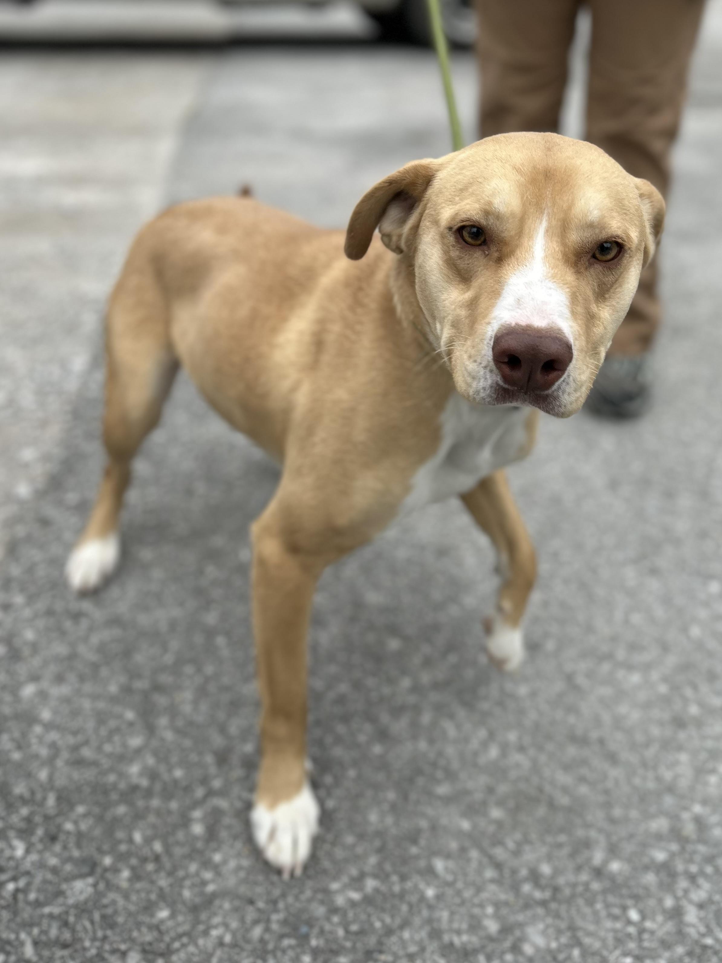 Enlarge Denim, a ADOPTABLE mixed breed in Manchester, TN image 5/6