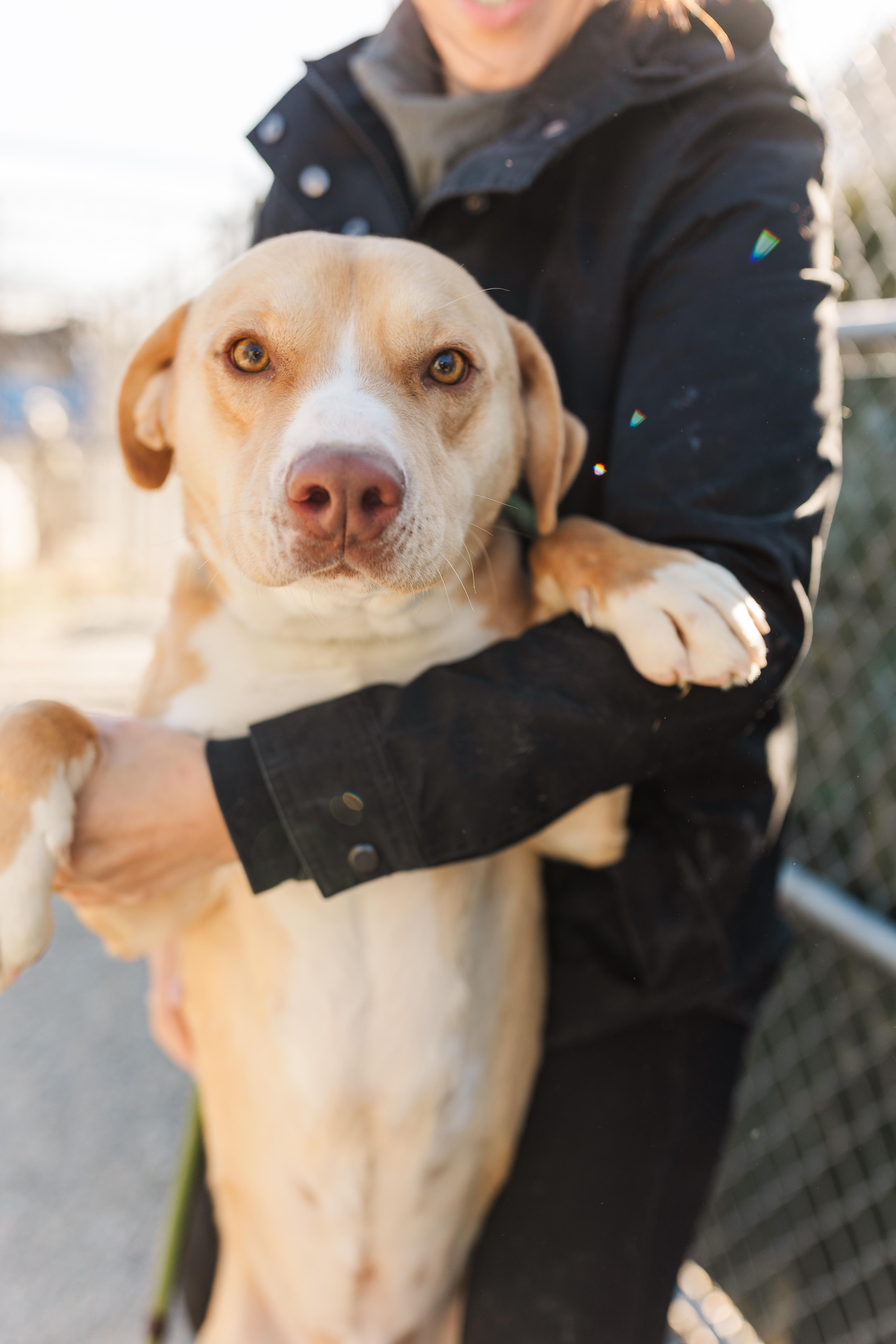 Enlarge Denim, an adopted mixed breed in Manchester, TN image 1/6