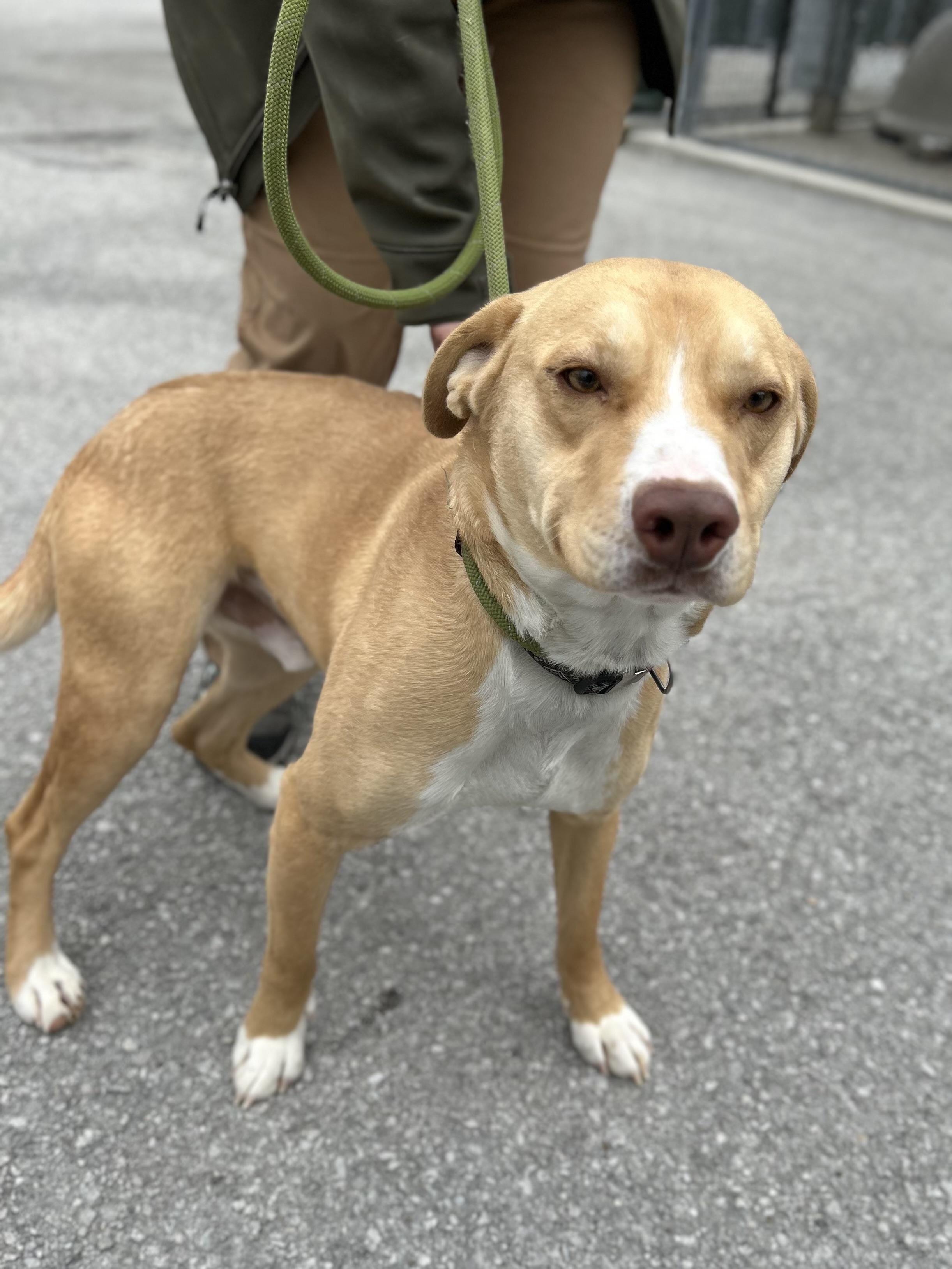 Enlarge Denim, a ADOPTABLE mixed breed in Manchester, TN image 6/6