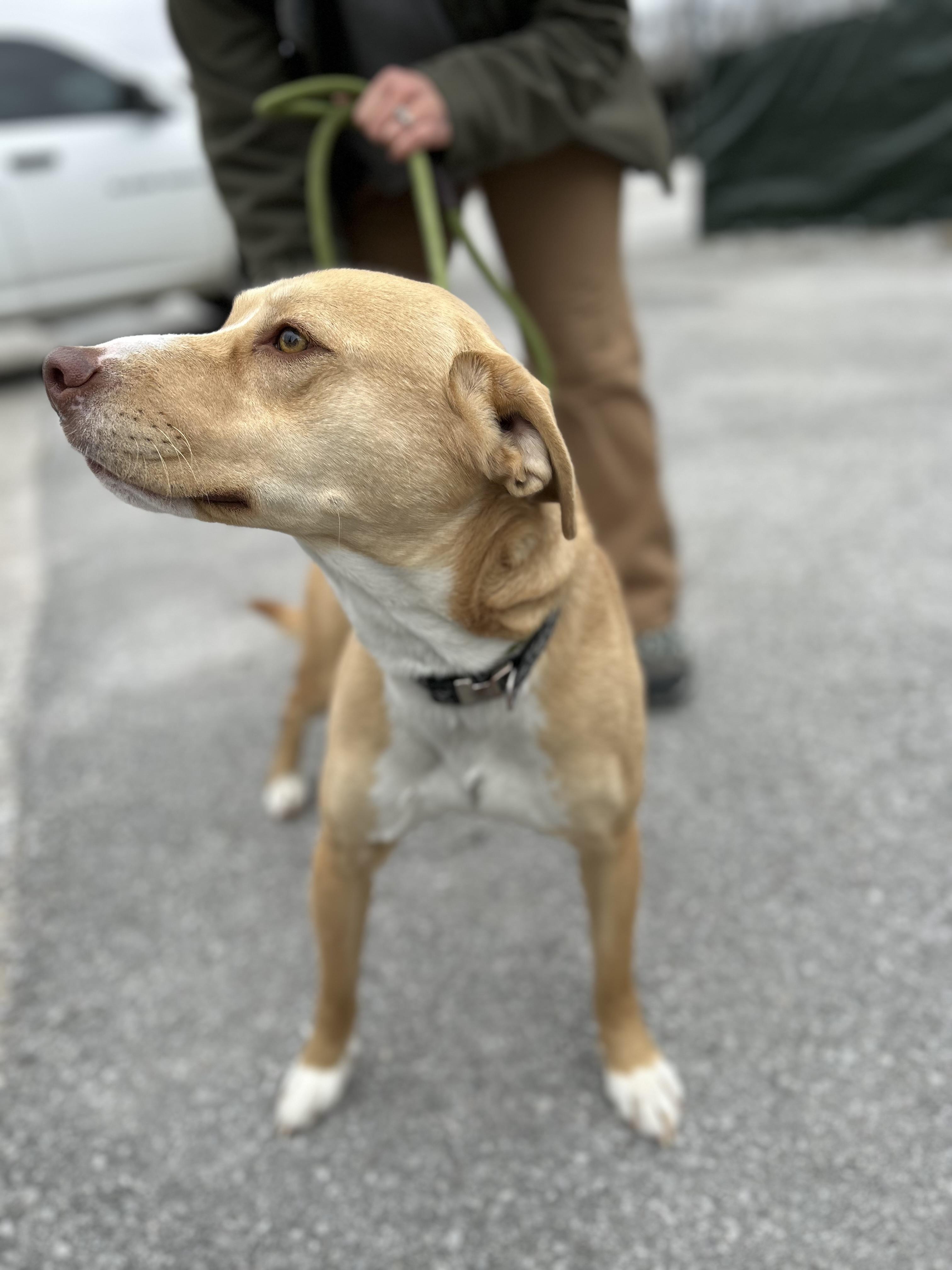 Enlarge Denim, a ADOPTABLE mixed breed in Manchester, TN image 4/6