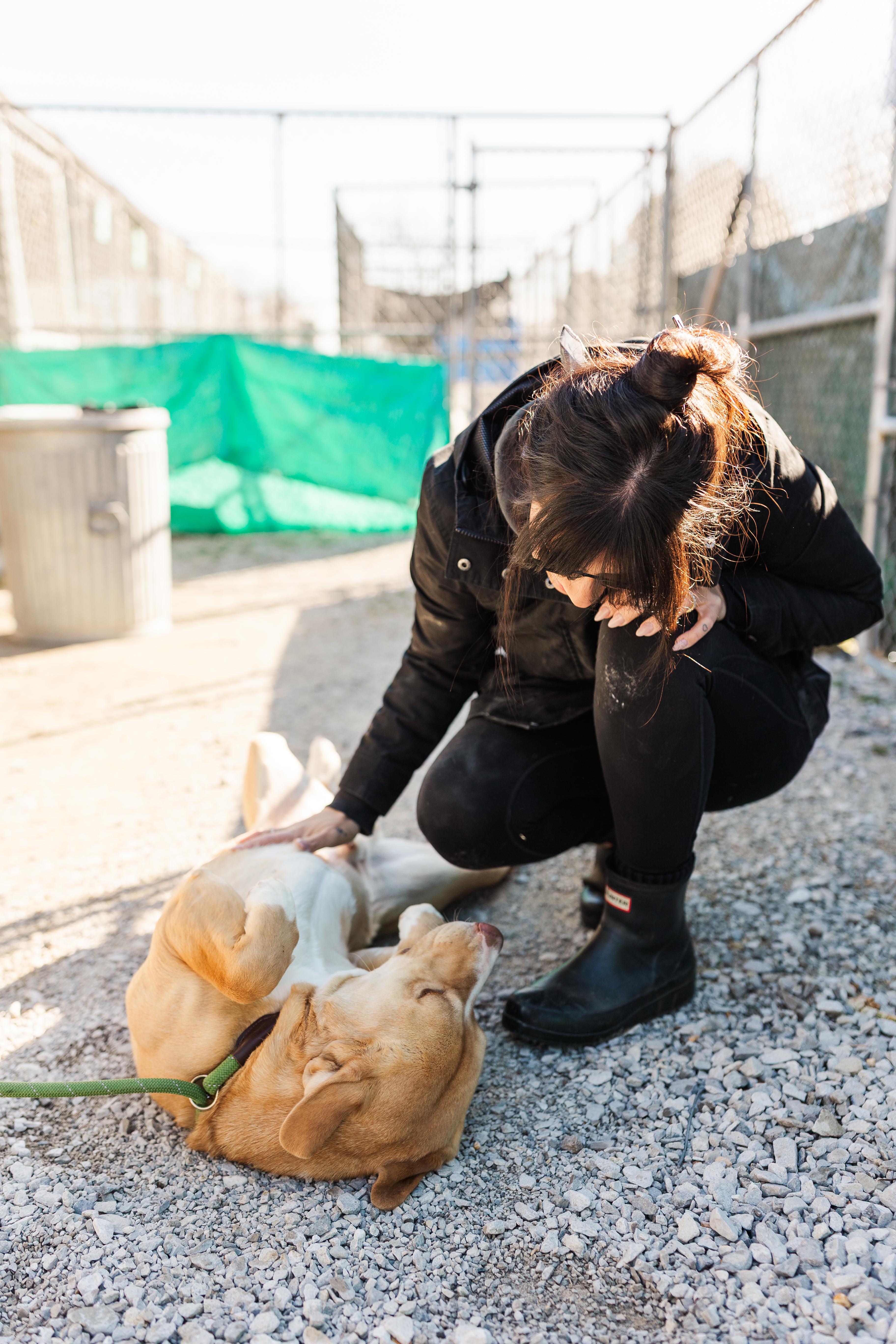 Enlarge Denim, an adopted mixed breed in Manchester, TN image 3/6