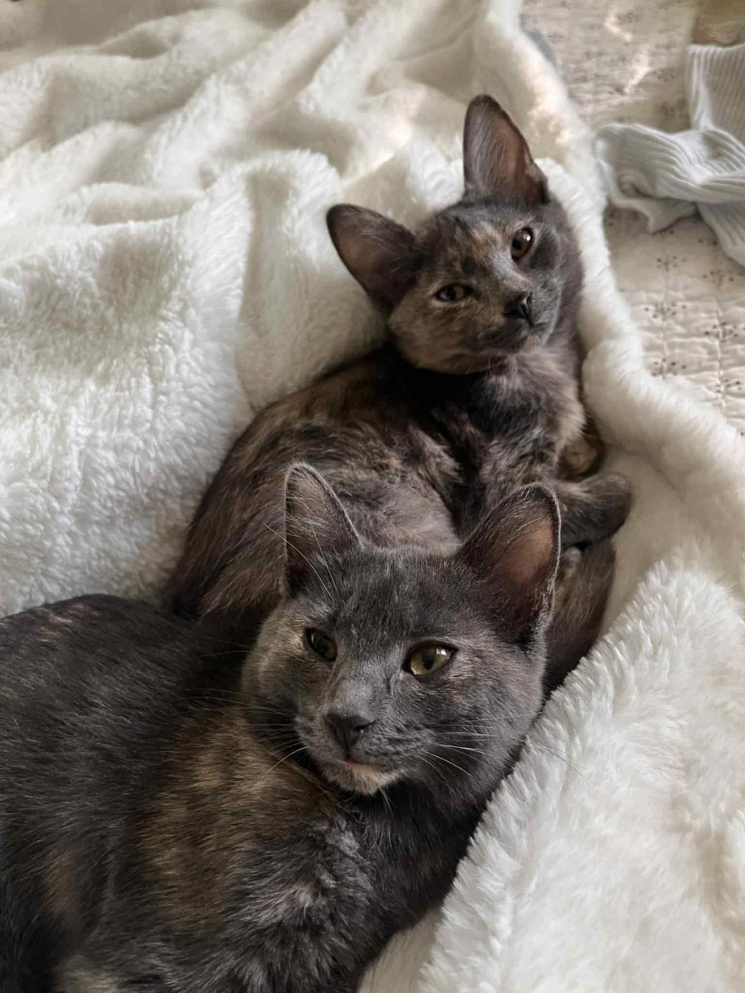 Salsa & Cholula