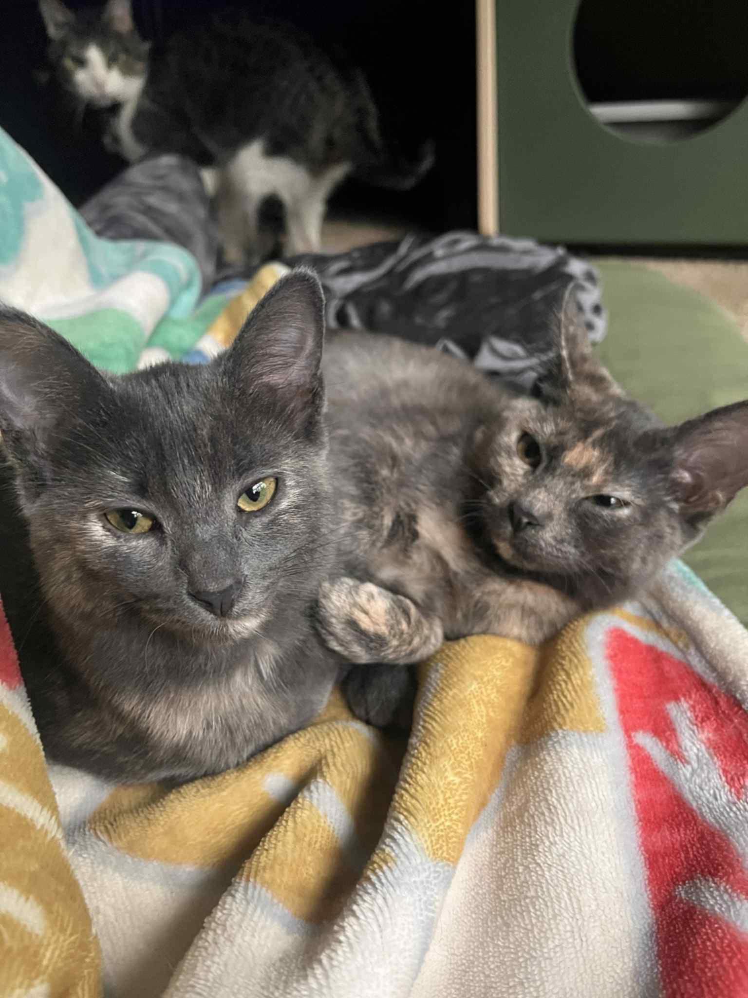 Salsa & Cholula