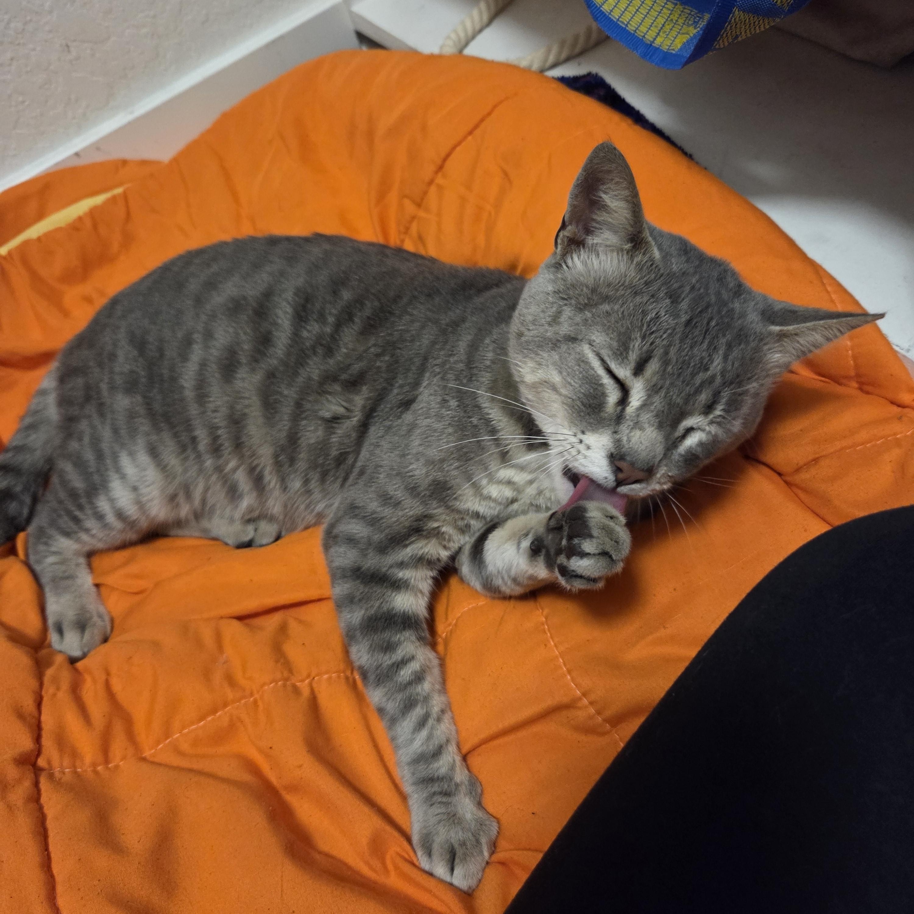 Enlarge Lyle, a ADOPTABLE Domestic Short Hair in Long Beach, CA image 2/3