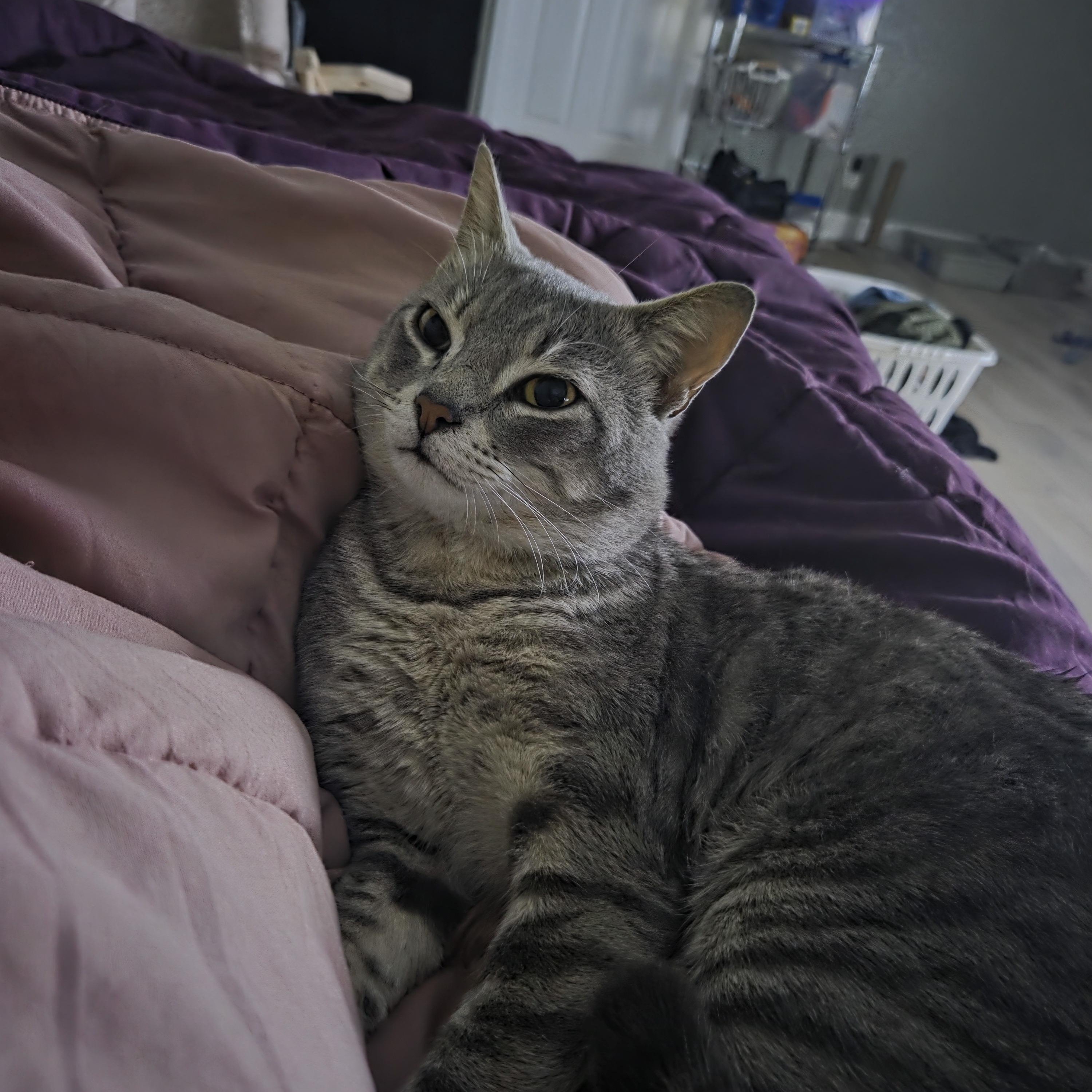 Enlarge Lyle, a ADOPTABLE Domestic Short Hair in Long Beach, CA image 3/3