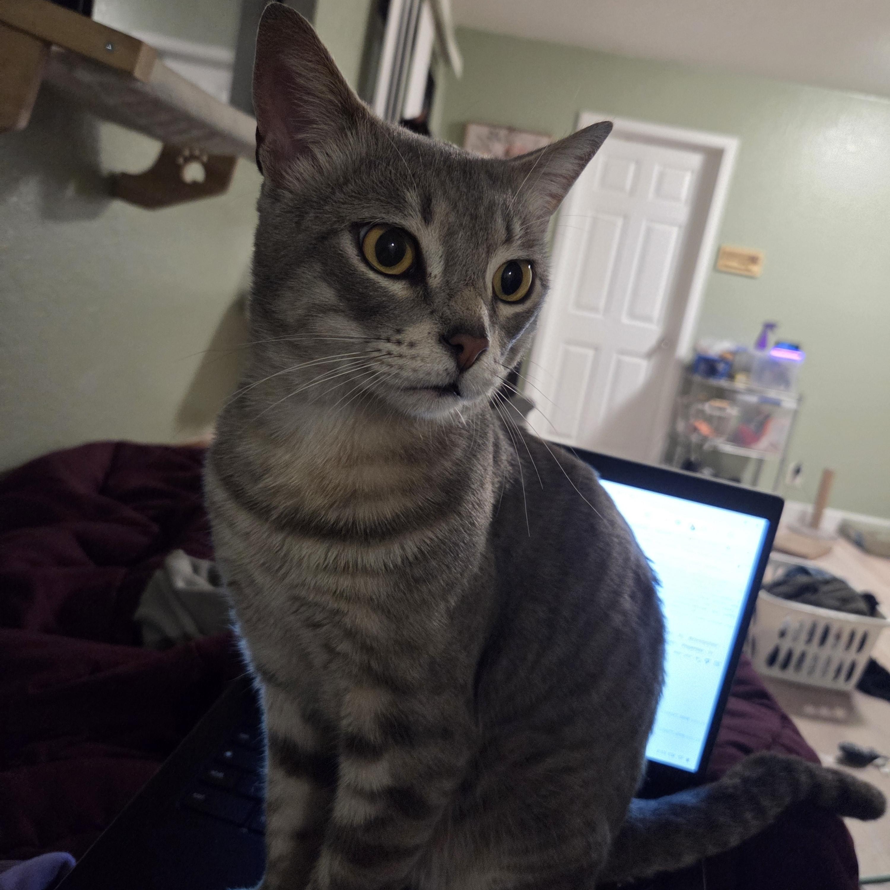 Lyle, ADOPTABLE, Young Male Domestic Short Hair.