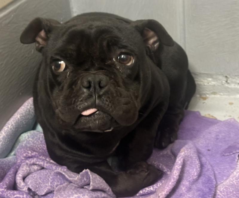 Pariza MV14185-T, Adoptable, Adult Female Pug.
