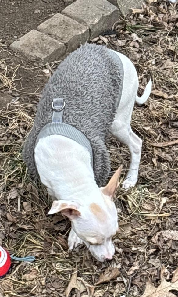 Enlarge Theo, a ADOPTABLE mixed breed in Plattsmouth, NE image 4/5