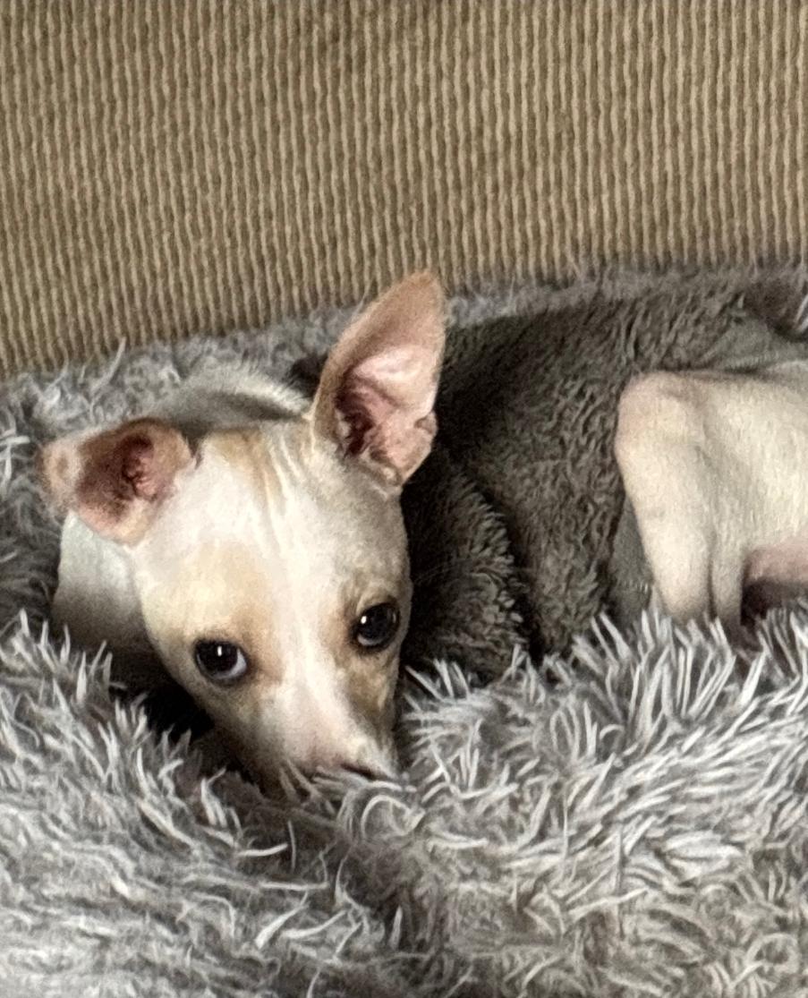 Enlarge Theo, a ADOPTABLE mixed breed in Plattsmouth, NE image 2/5