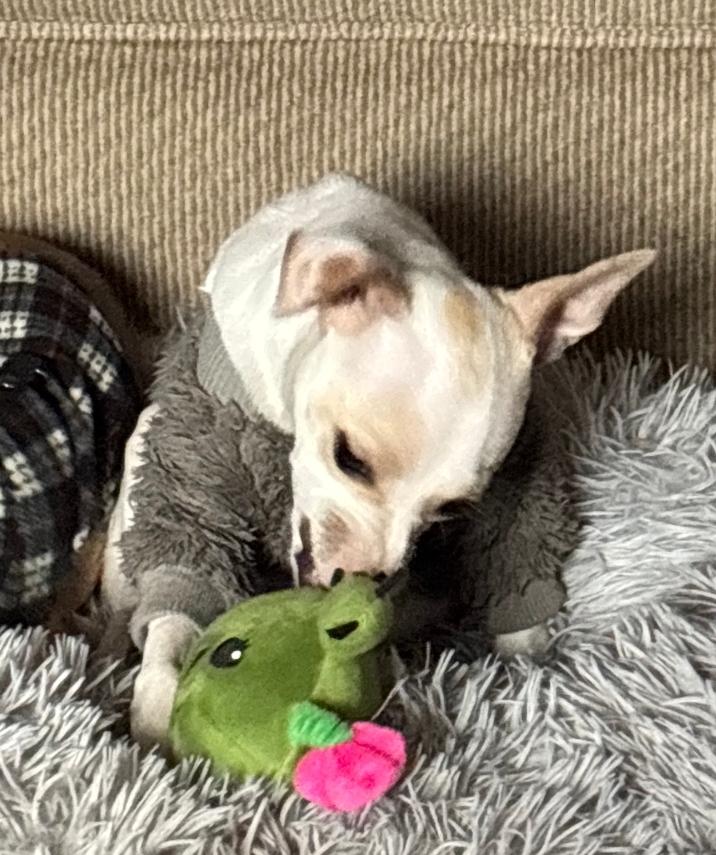 Enlarge Theo, a ADOPTABLE mixed breed in Plattsmouth, NE image 5/5