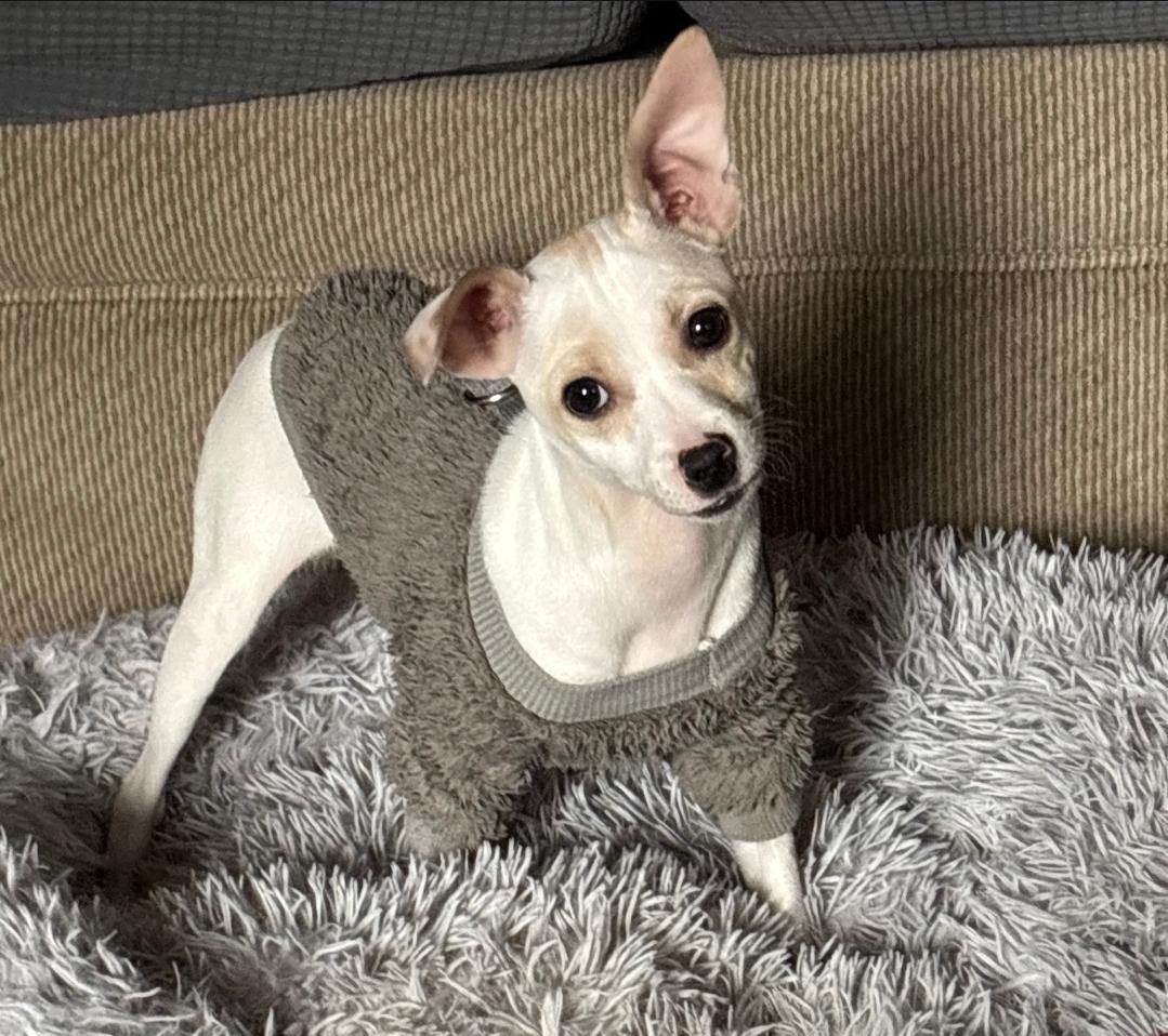 Enlarge Theo, a ADOPTABLE mixed breed in Plattsmouth, NE image 1/5