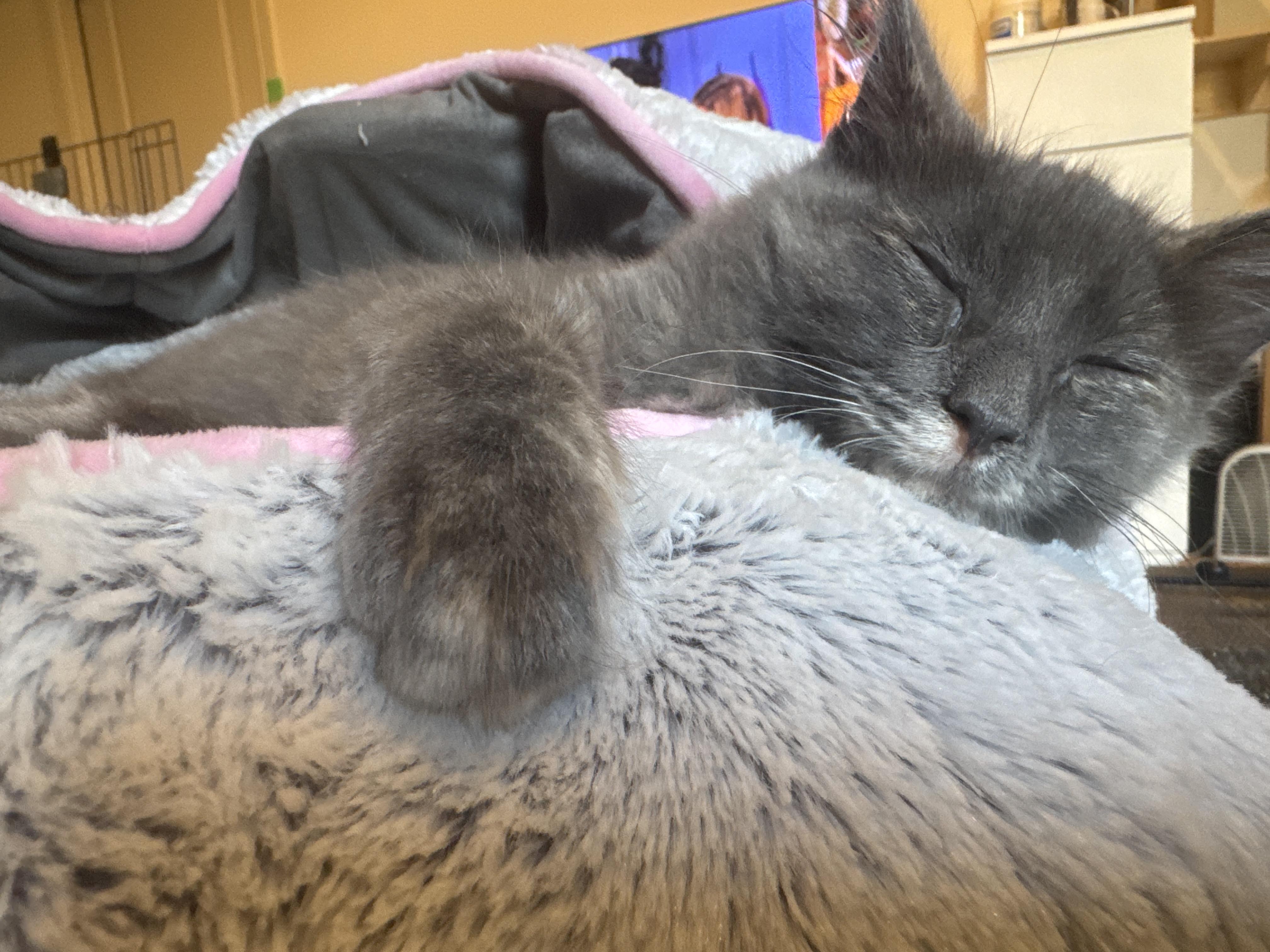 Katya (bonded to Niko), adoptable, Kitten Female Domestic Medium Hair & Russian Blue.