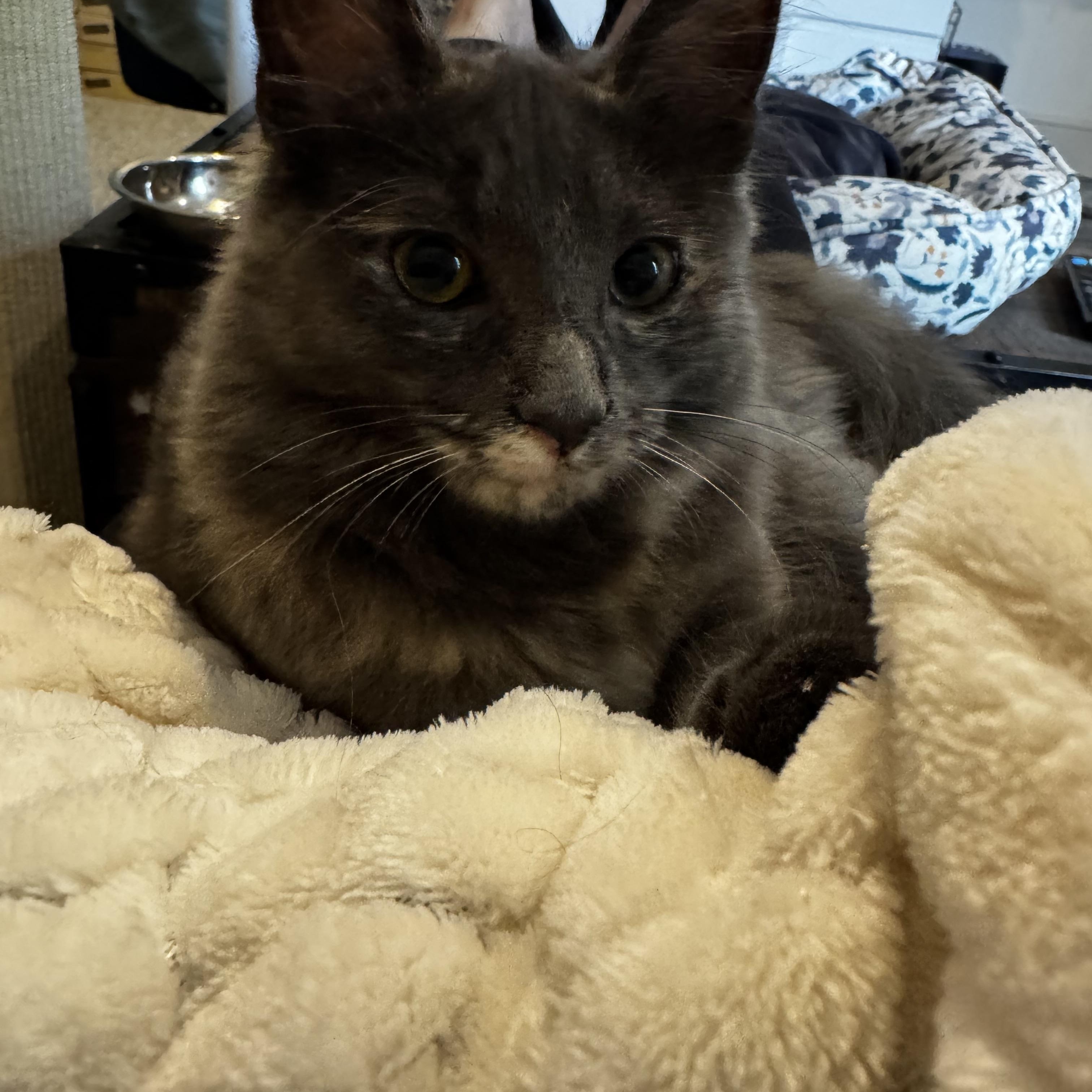 Enlarge Katya (bonded to Niko), an adoptable mixed breed in Austin, TX image 3/6