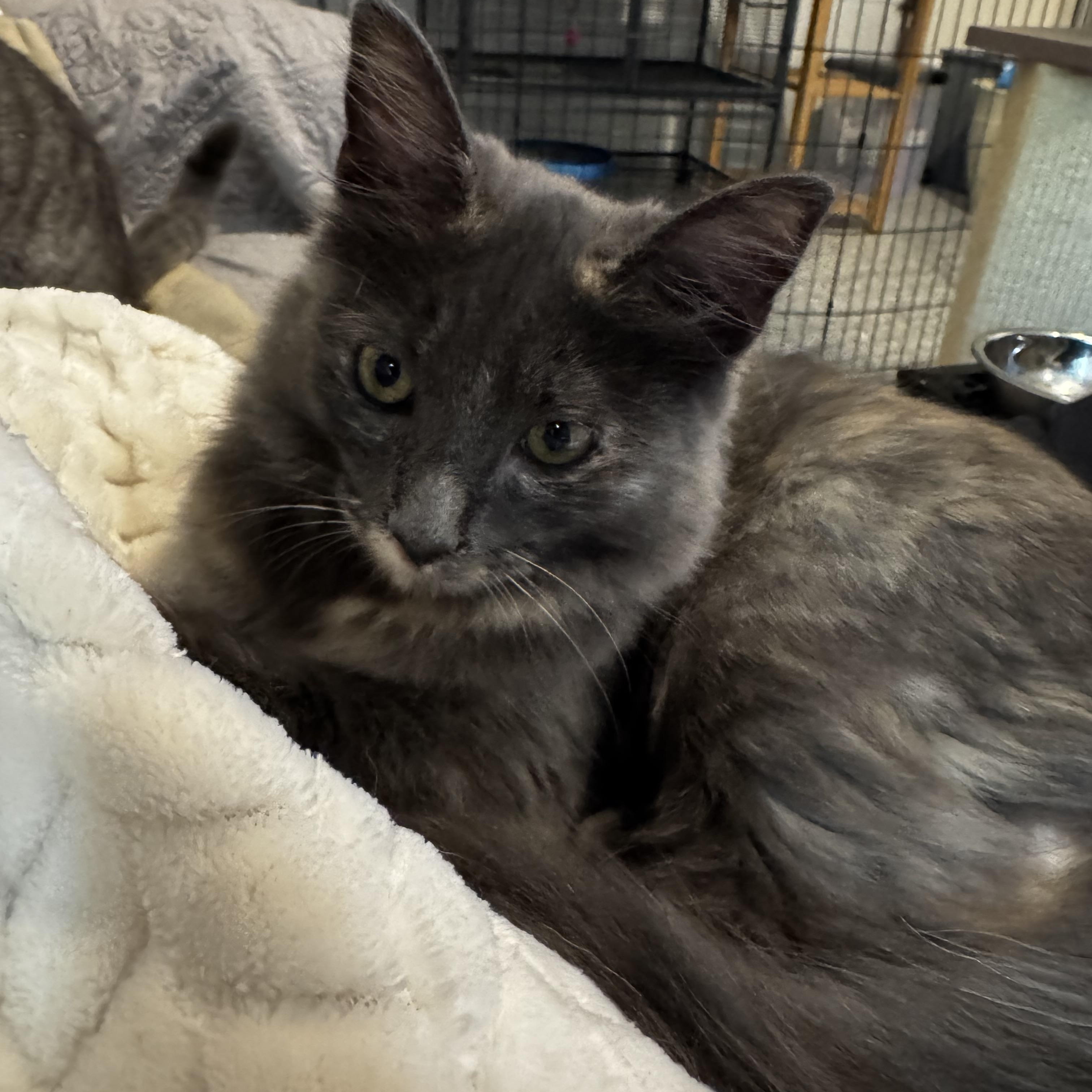 Enlarge Katya (bonded to Niko), an adoptable mixed breed in Austin, TX image 2/6