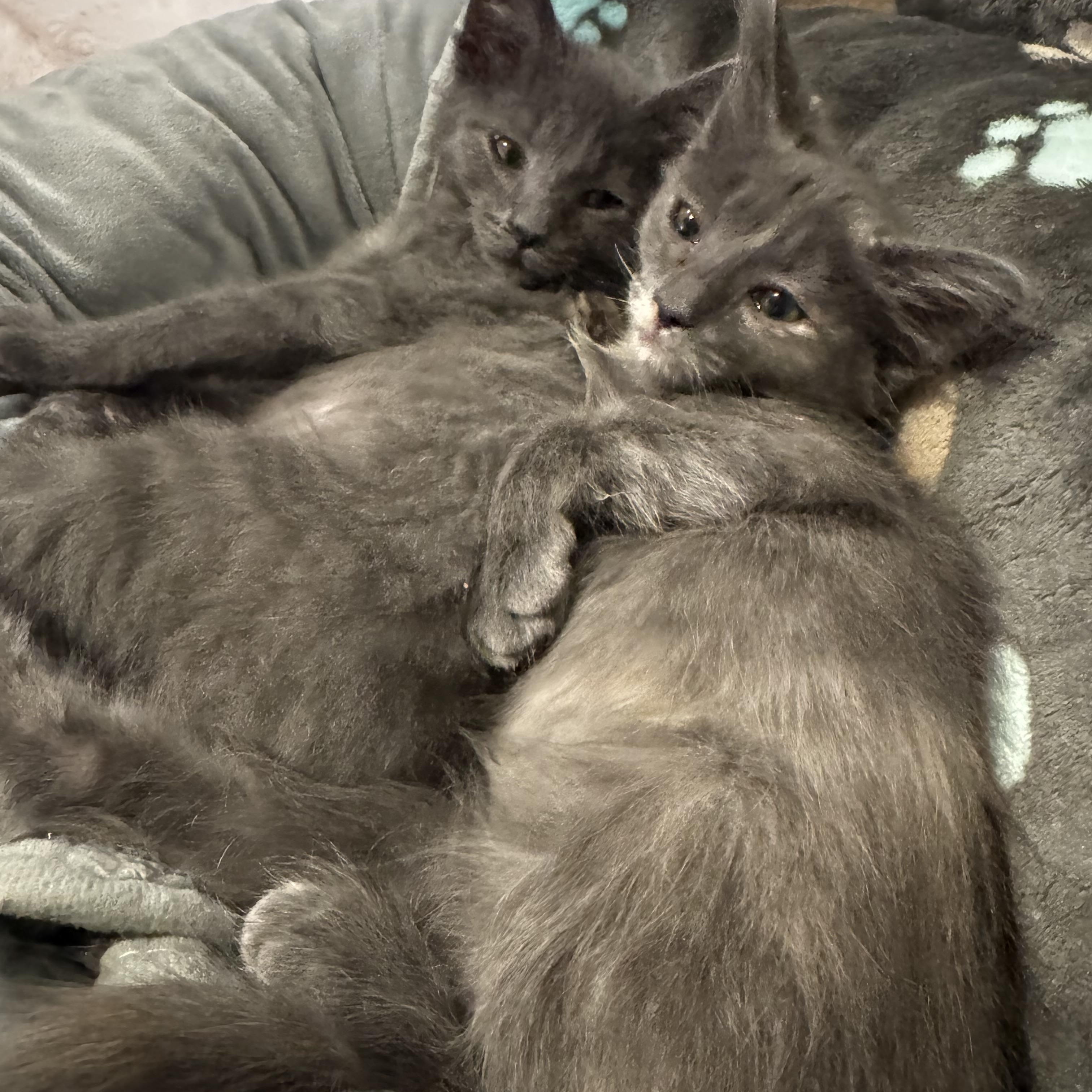 Enlarge Katya (bonded to Niko), an adoptable mixed breed in Austin, TX image 3/4