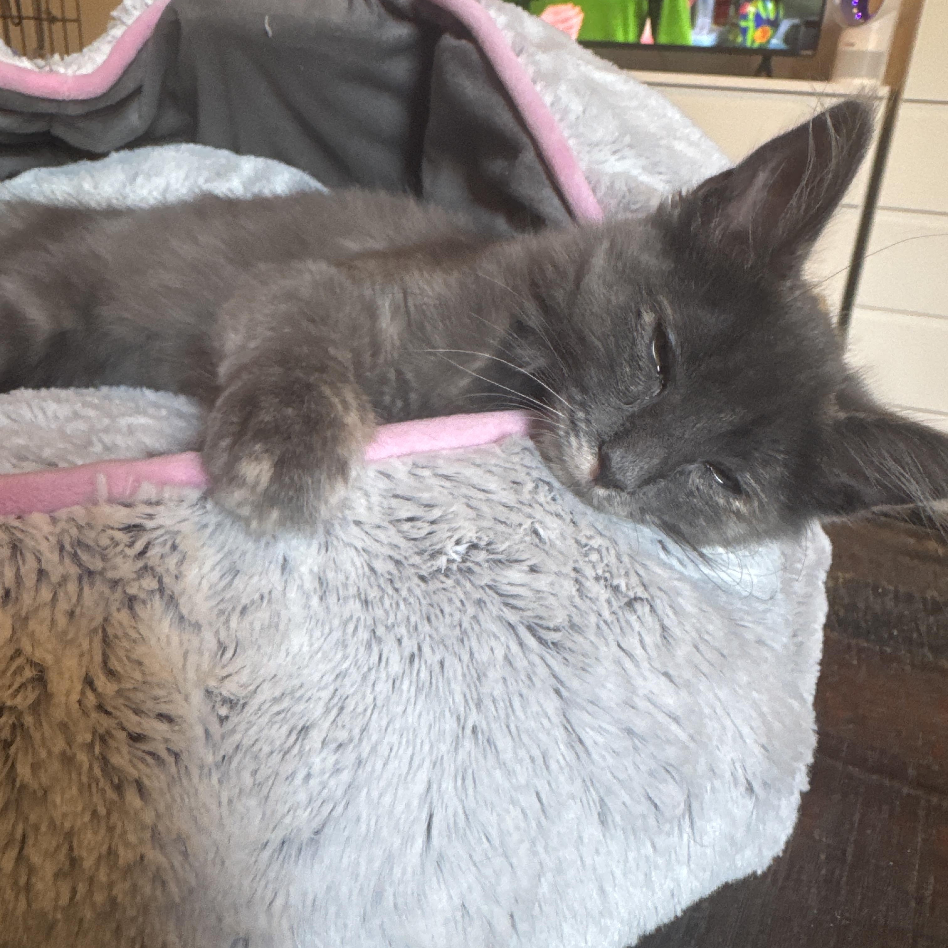 Enlarge Katya (bonded to Niko), an adoptable mixed breed in Austin, TX image 2/4