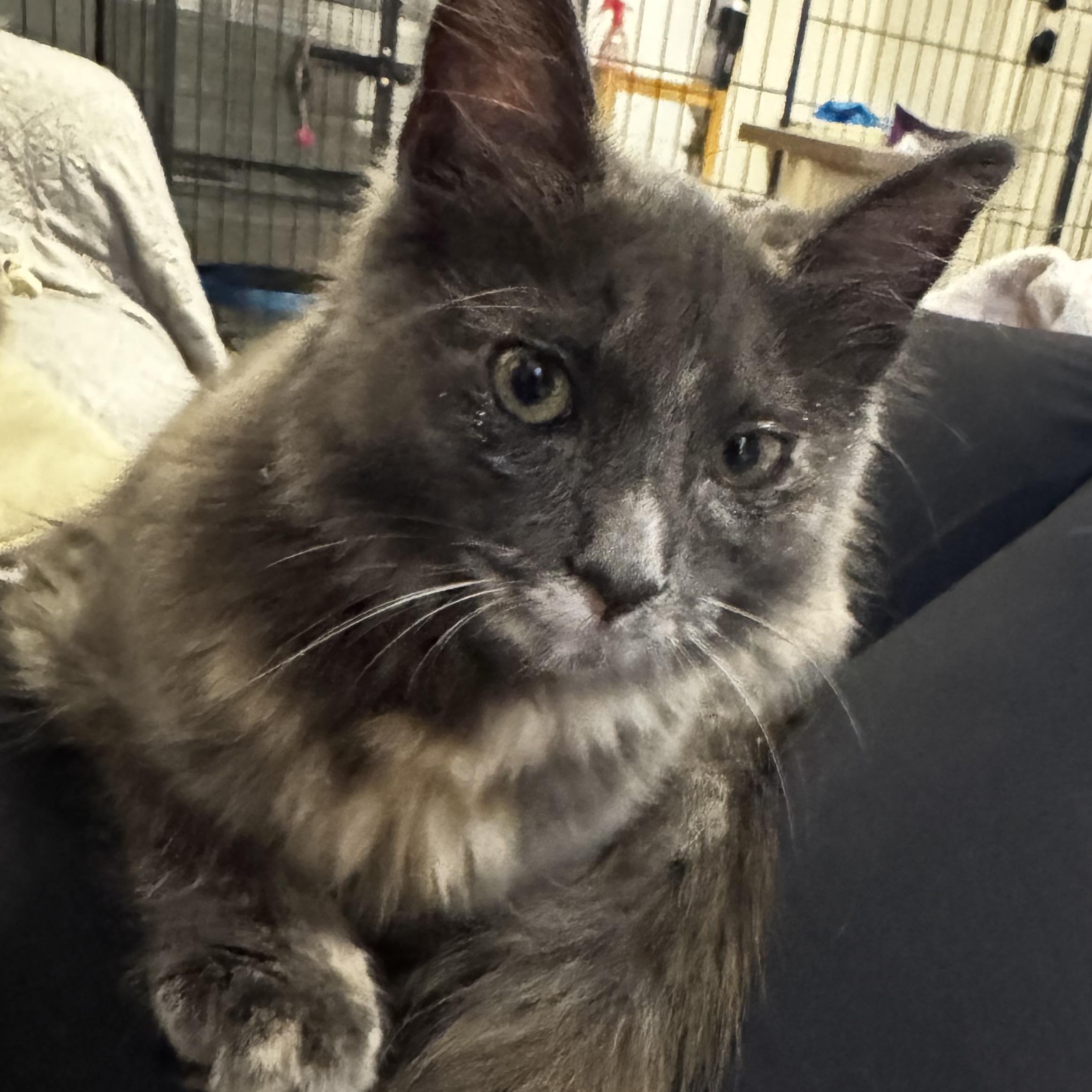 Katya (bonded to Niko), adoptable, Kitten Female Domestic Medium Hair & Russian Blue.