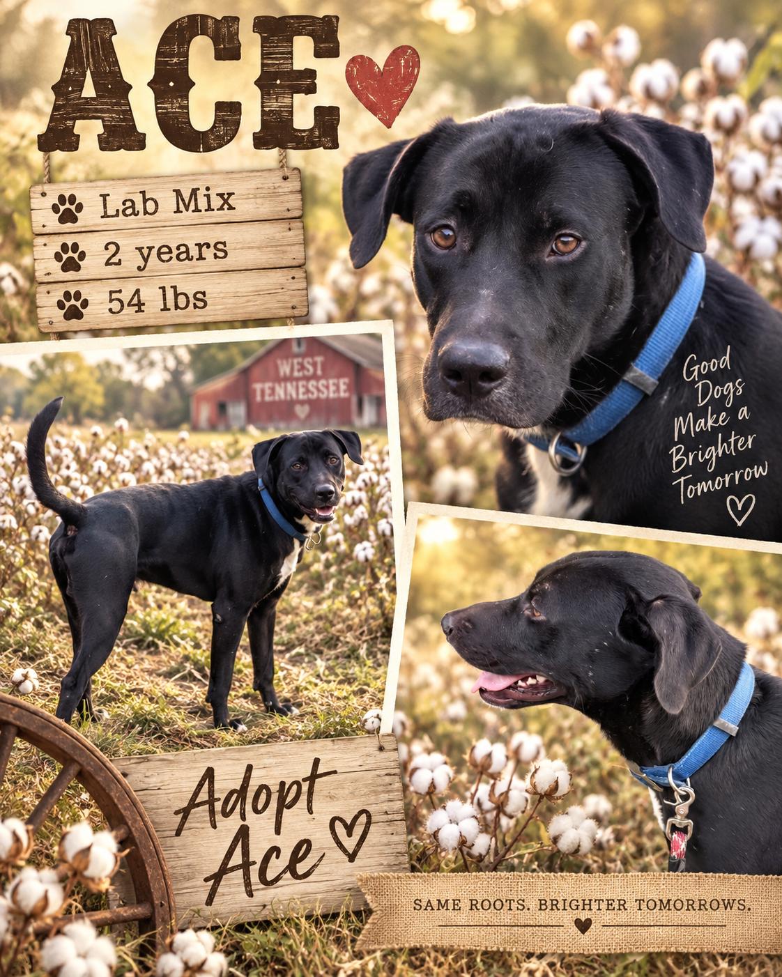 Ace, Adoptable, Adult Male Black Labrador Retriever.