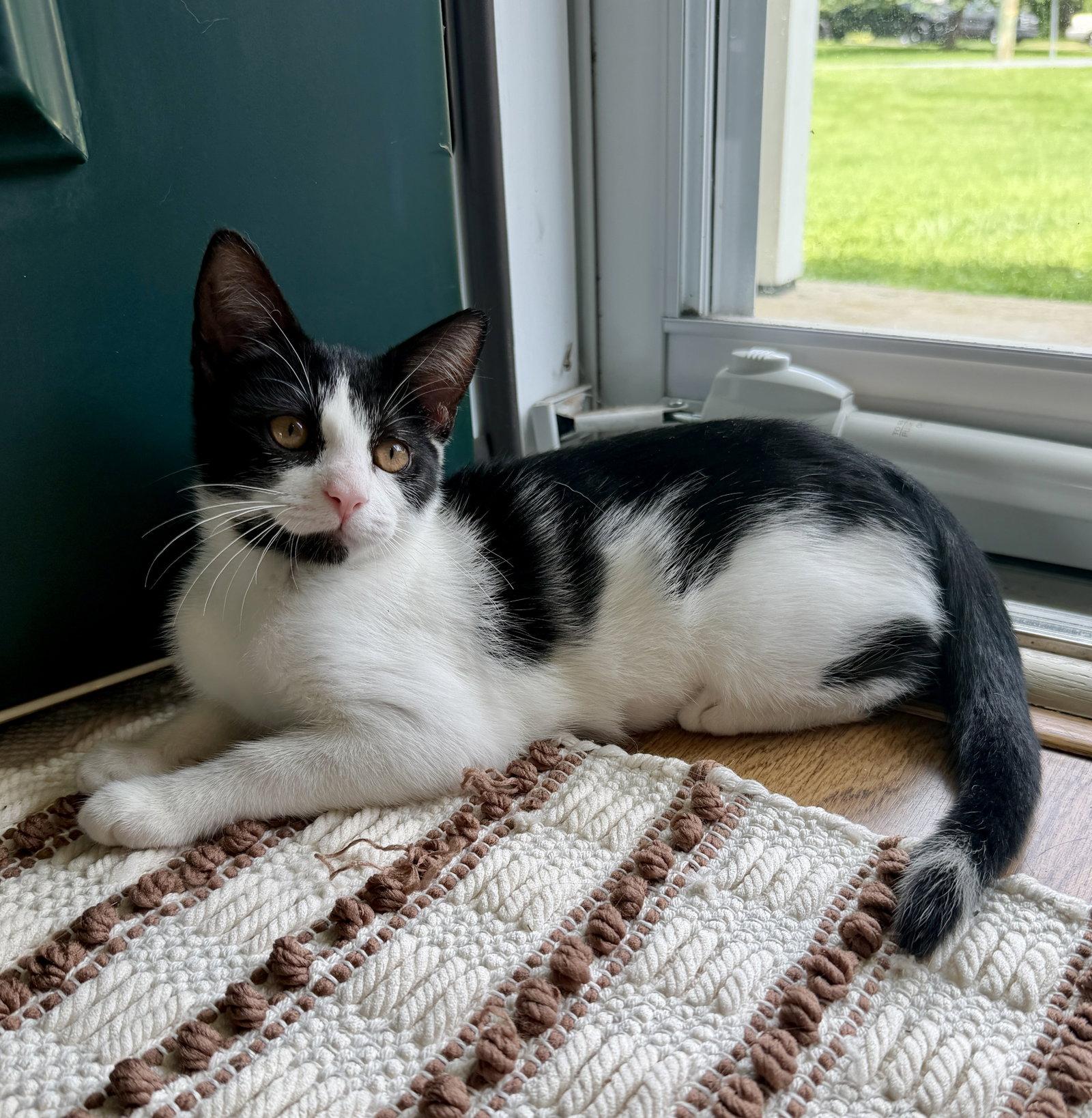 Berthe, Adopted, Kitten Female Domestic Short Hair.