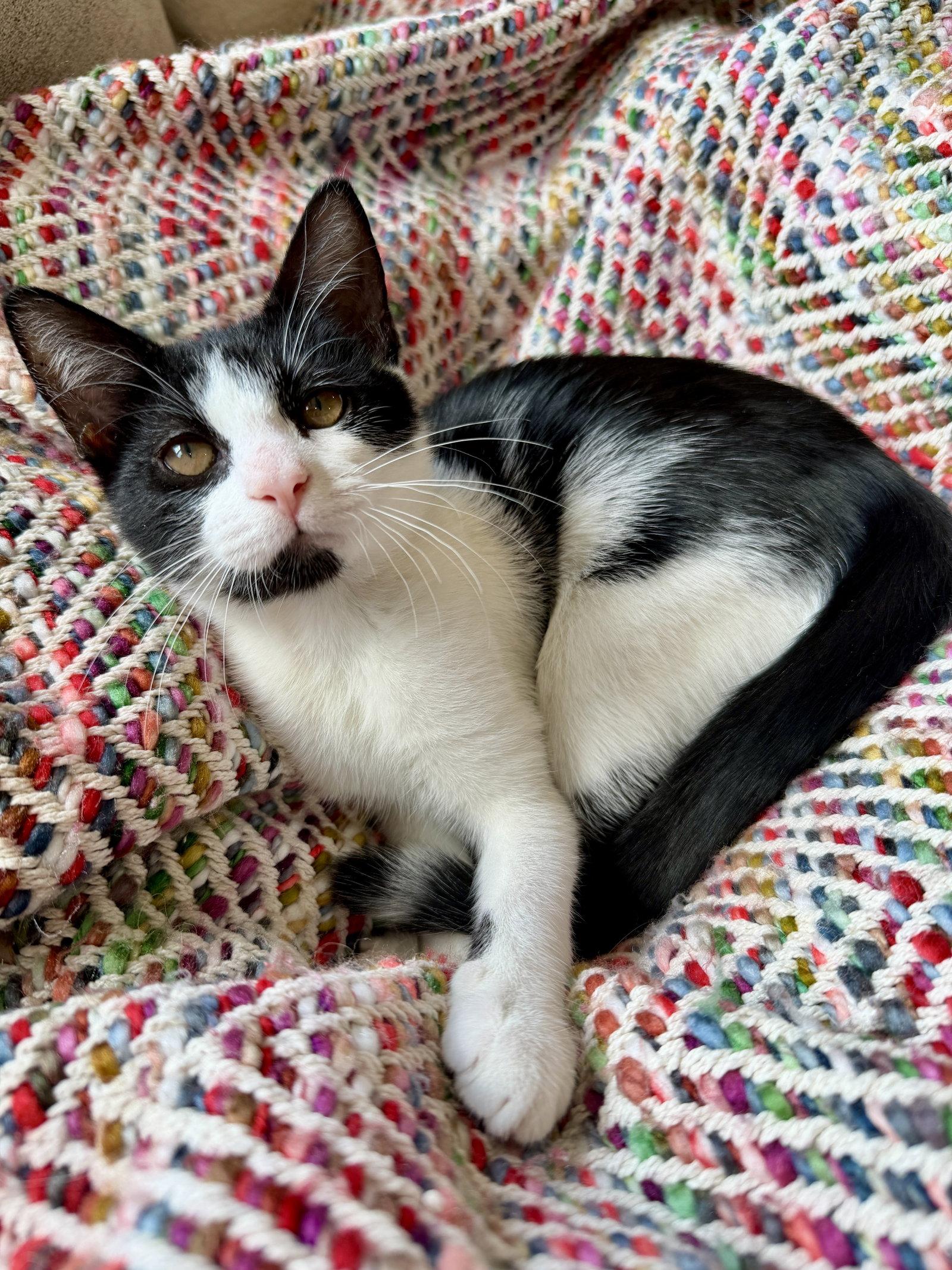 Enlarge Berthe, a Adopted Domestic Short Hair in Broomall, PA image 2/3