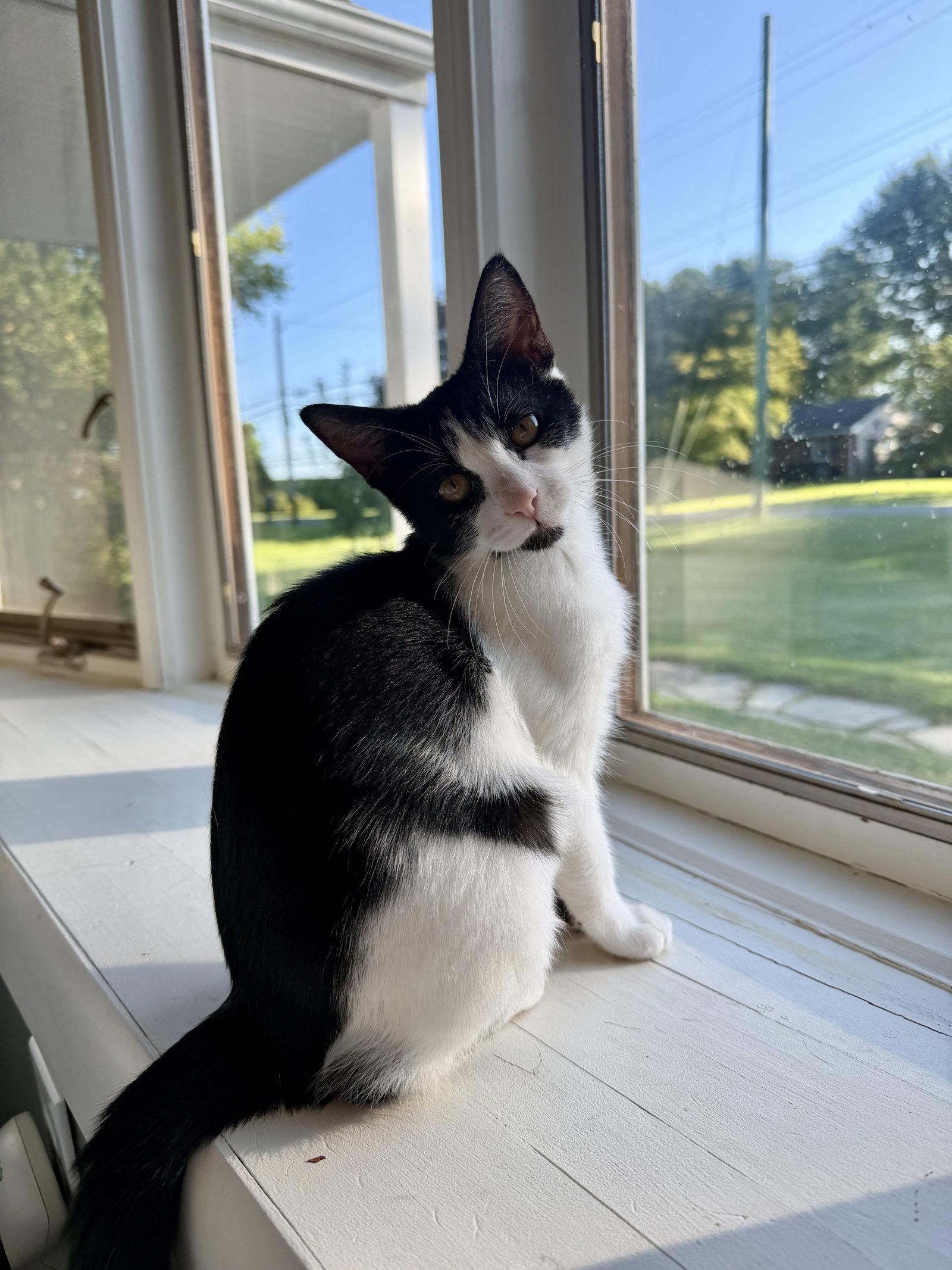 Enlarge Berthe, a Adopted Domestic Short Hair in Broomall, PA image 3/3