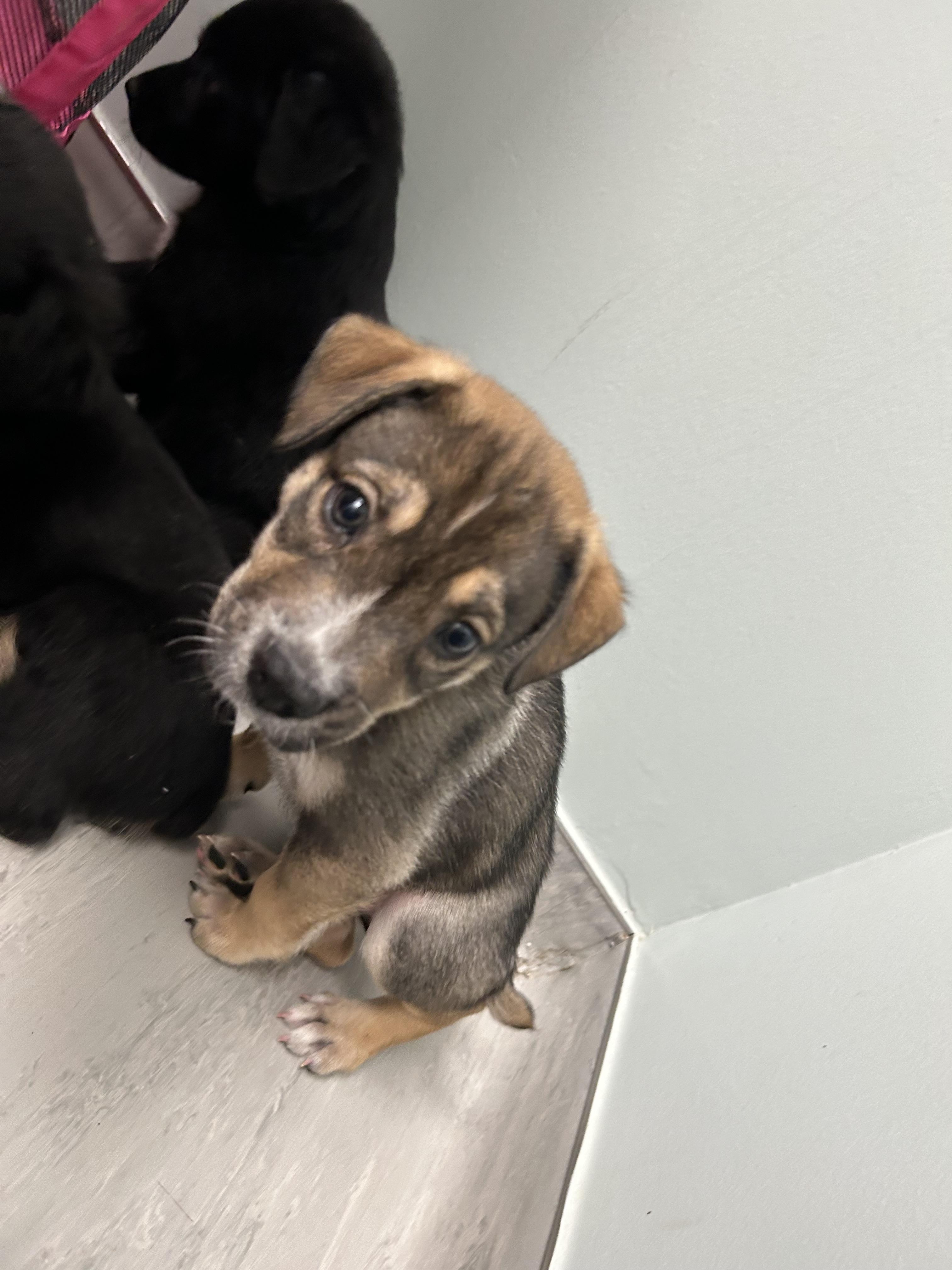GOOFY 403, Adoptable, Puppy Male Catahoula Leopard Dog & Australian Shepherd.