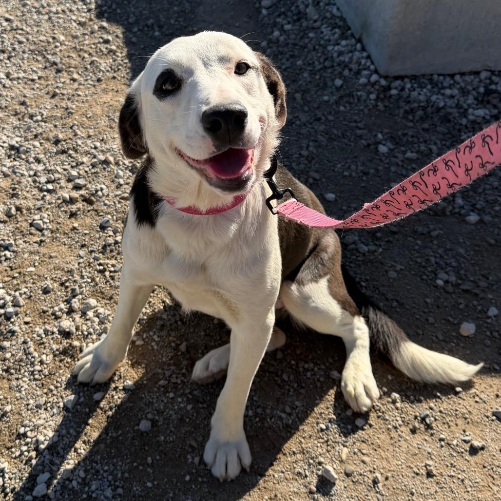 Moo Moo, Adoptable, Young Female Border Collie & Black Labrador Retriever.