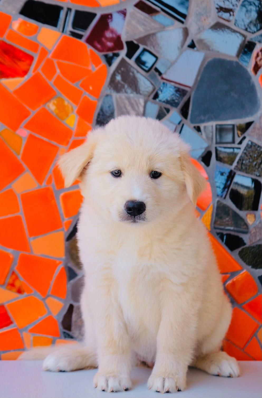 Enlarge Spain Pup - Murcia, an adopted mixed breed in San Diego, CA image 1/1