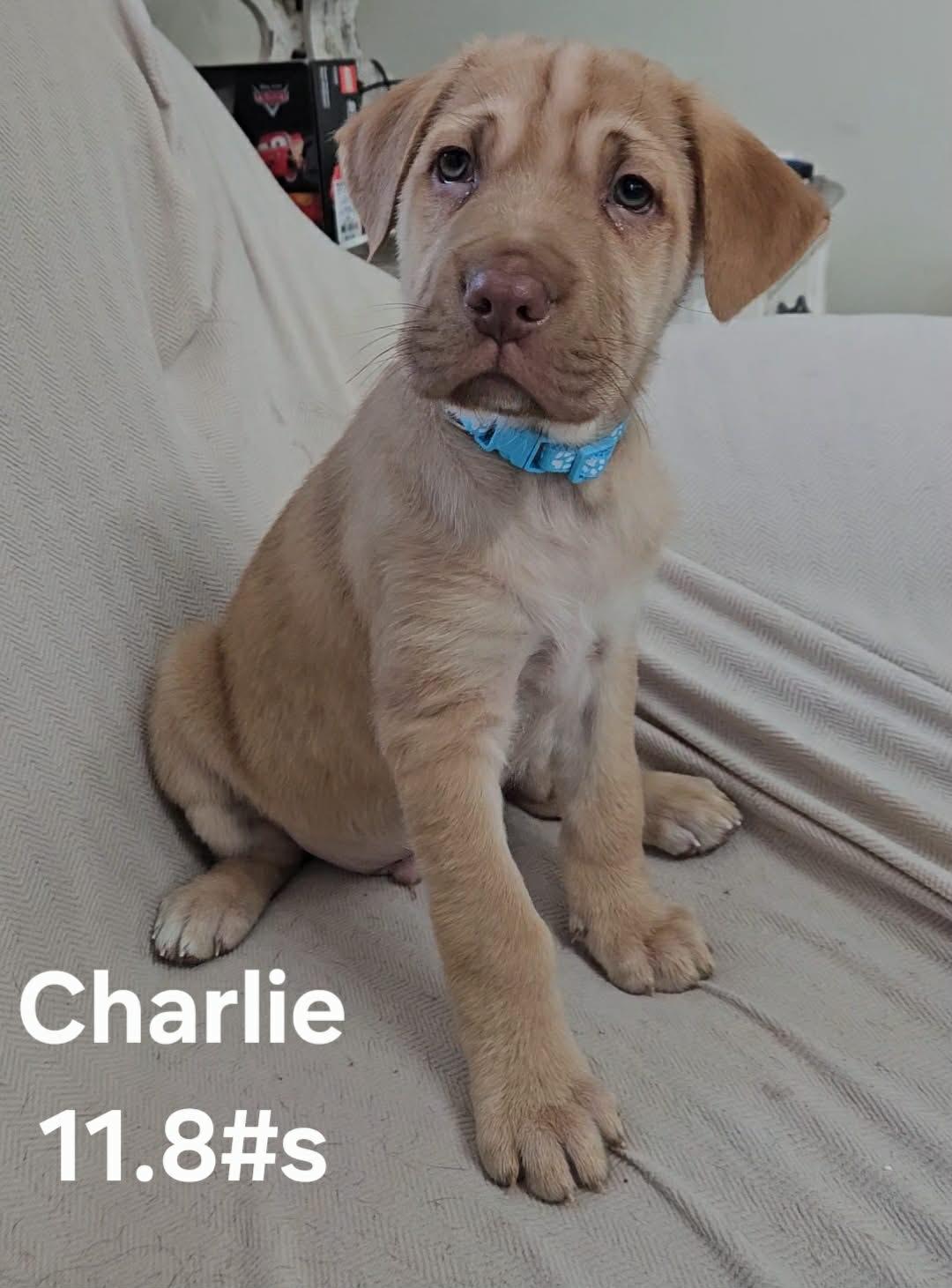Charlie, ADOPTABLE, Puppy Male German Shepherd Dog.