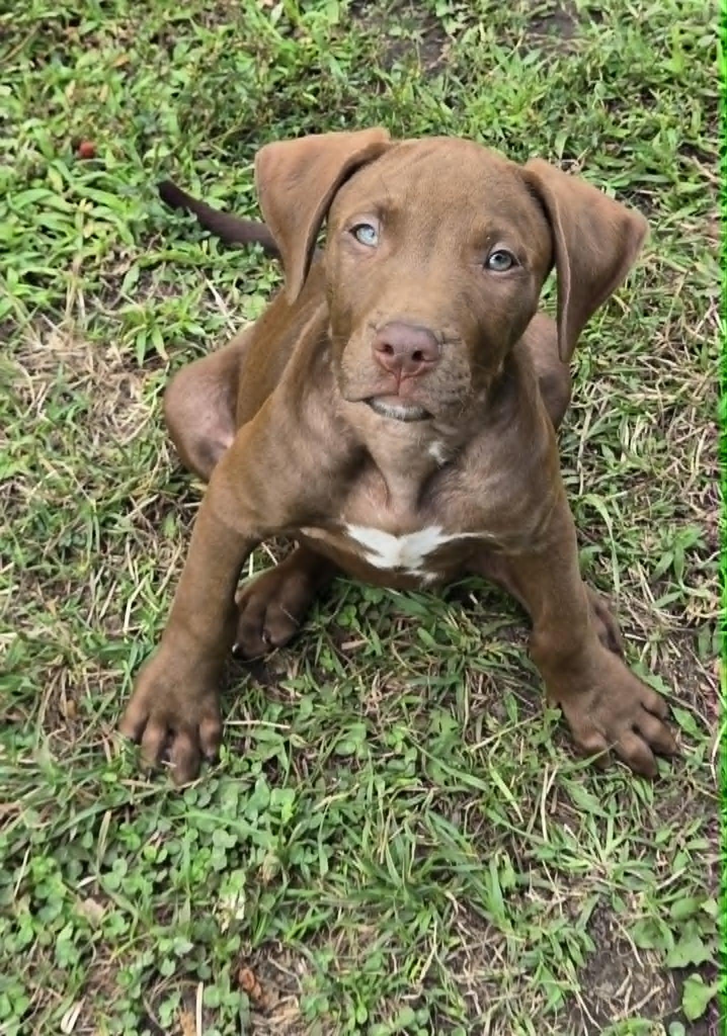 Bourbon, adoptable, Puppy Male Pit Bull Terrier.