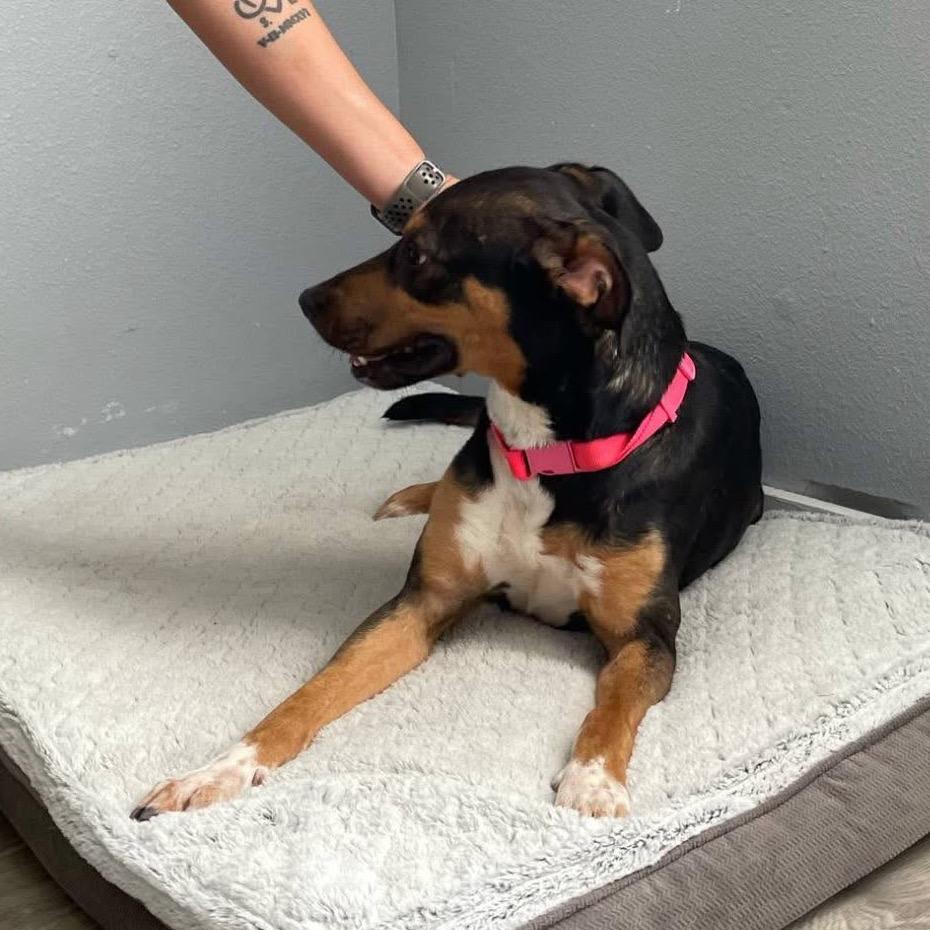 Enlarge Tempo B623, a Adoptable Shepherd in Allen, TX image 1/6