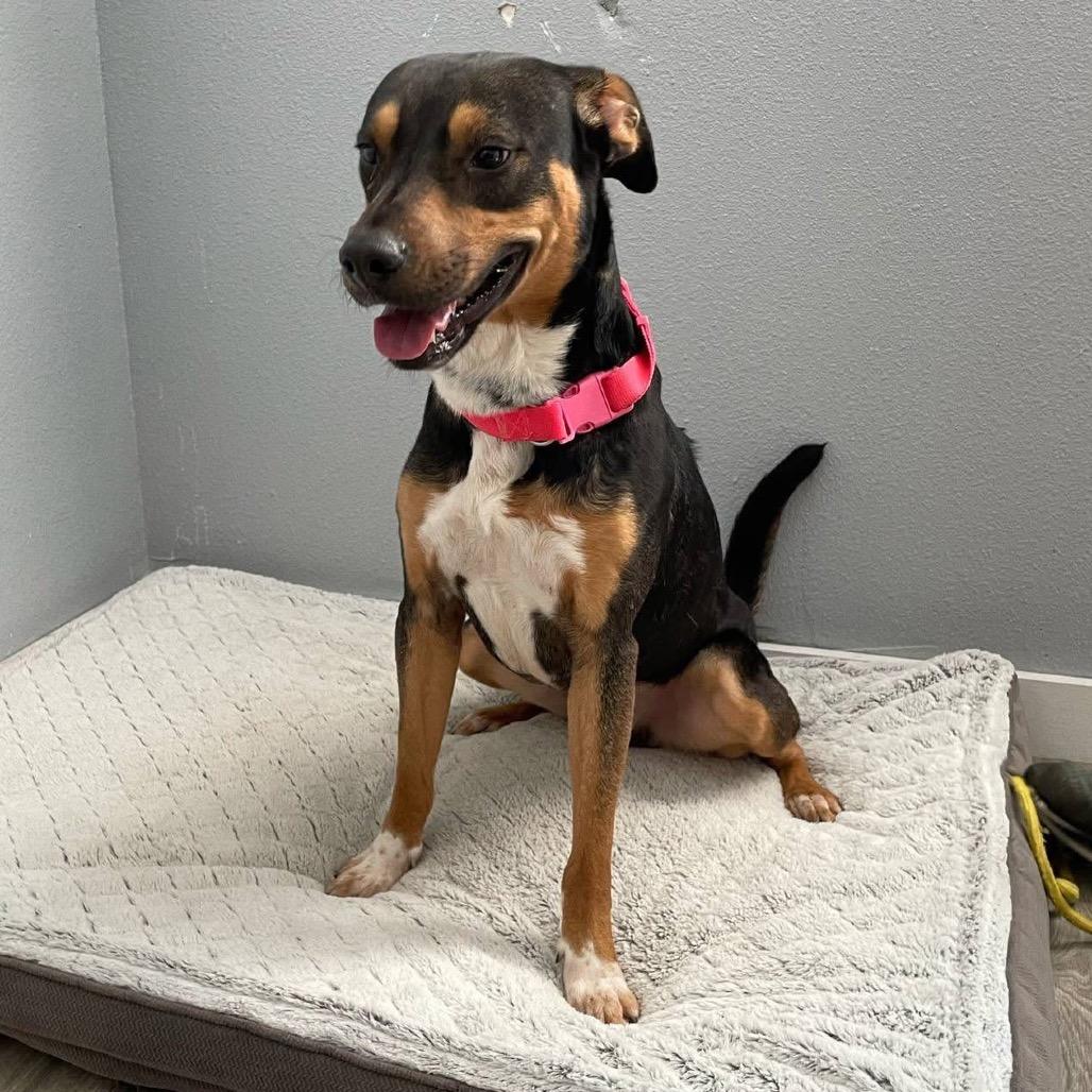 Enlarge Tempo B623, a Adoptable Shepherd in Allen, TX image 2/6