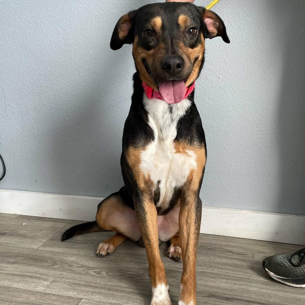 Enlarge Tempo B623, a Adoptable Shepherd in Allen, TX image 3/6