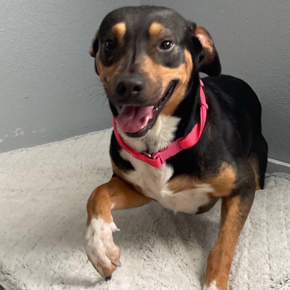 Enlarge Tempo B623, a Adoptable Shepherd in Allen, TX image 4/6