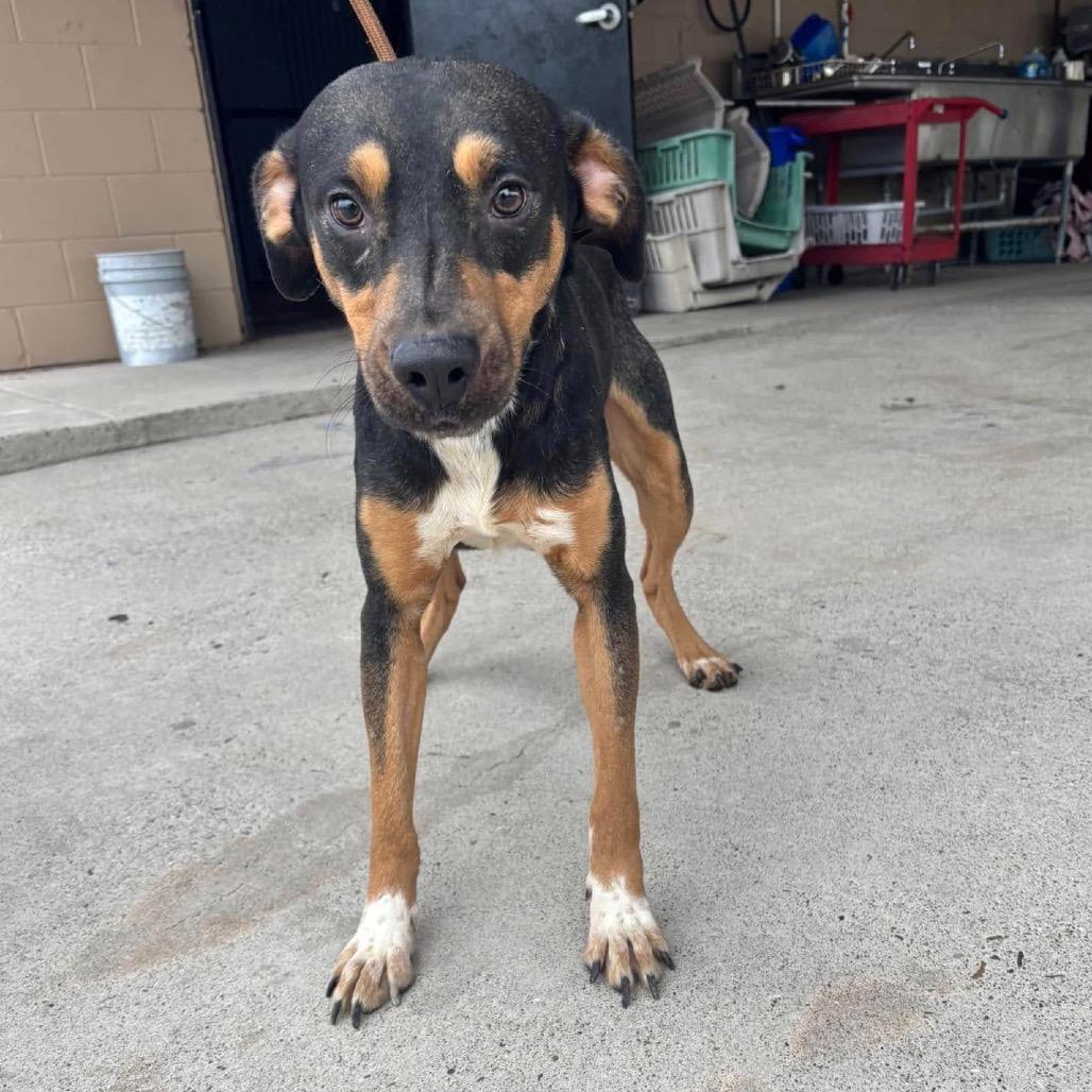 Enlarge Tempo B623, a Adoptable Shepherd in Allen, TX image 5/6