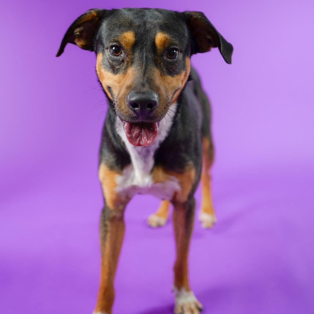 Enlarge Tempo B623, a Adoptable Shepherd in Allen, TX image 6/6