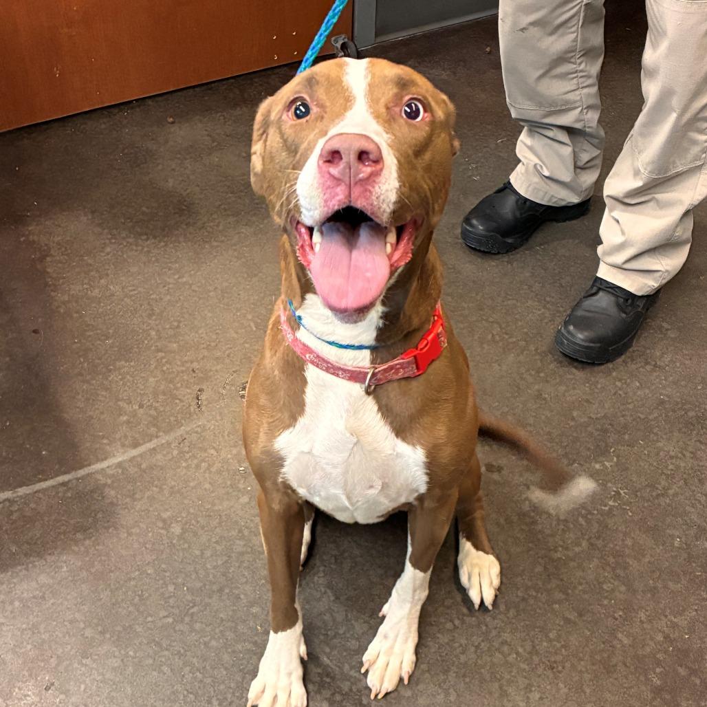 Oakley, Adoptable, Adult Female Pit Bull Terrier.