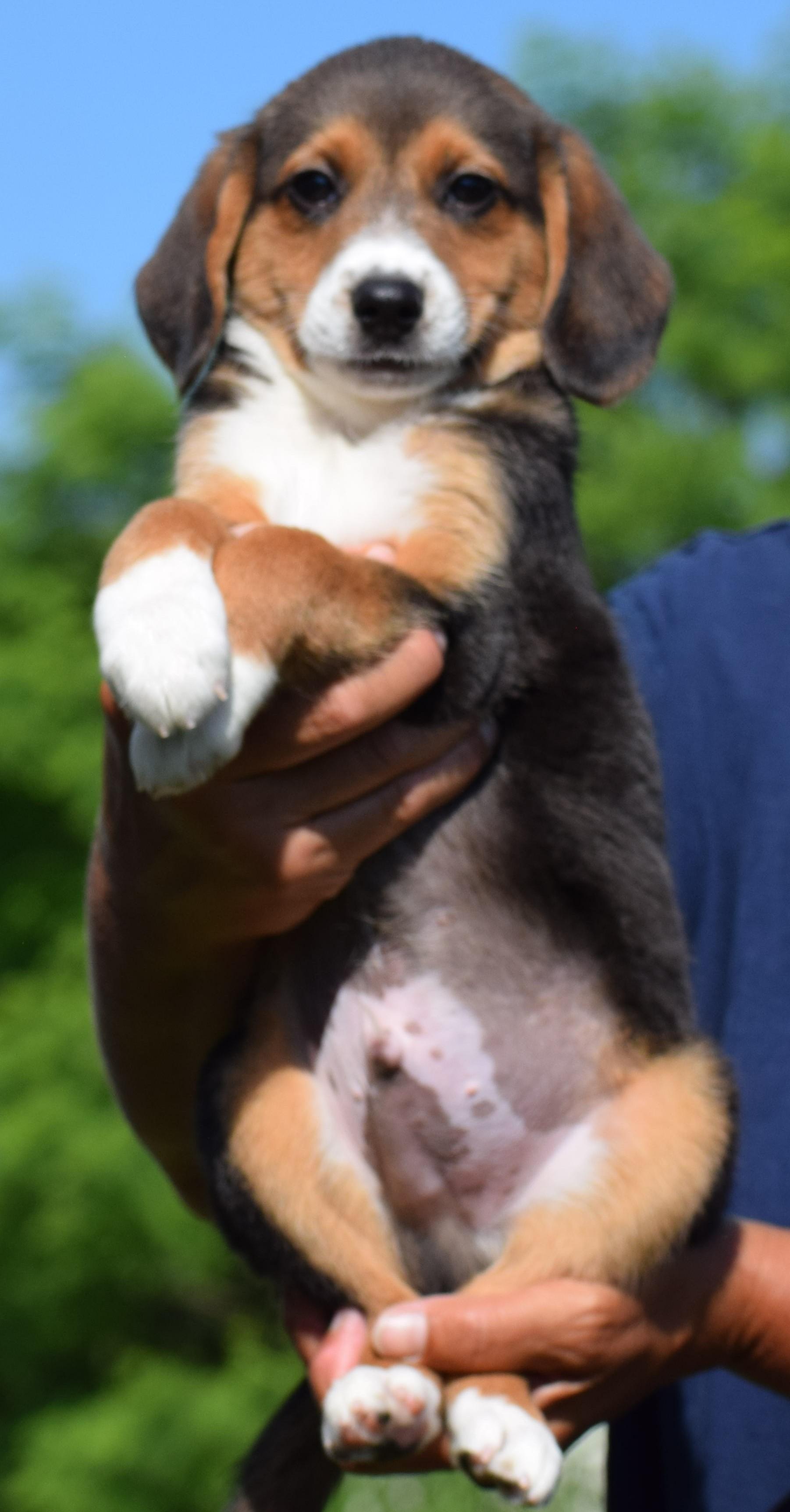 Enlarge Byron-Available www.lhar.dog to apply, an adoptable mixed breed in Frederick, MD image 4/6
